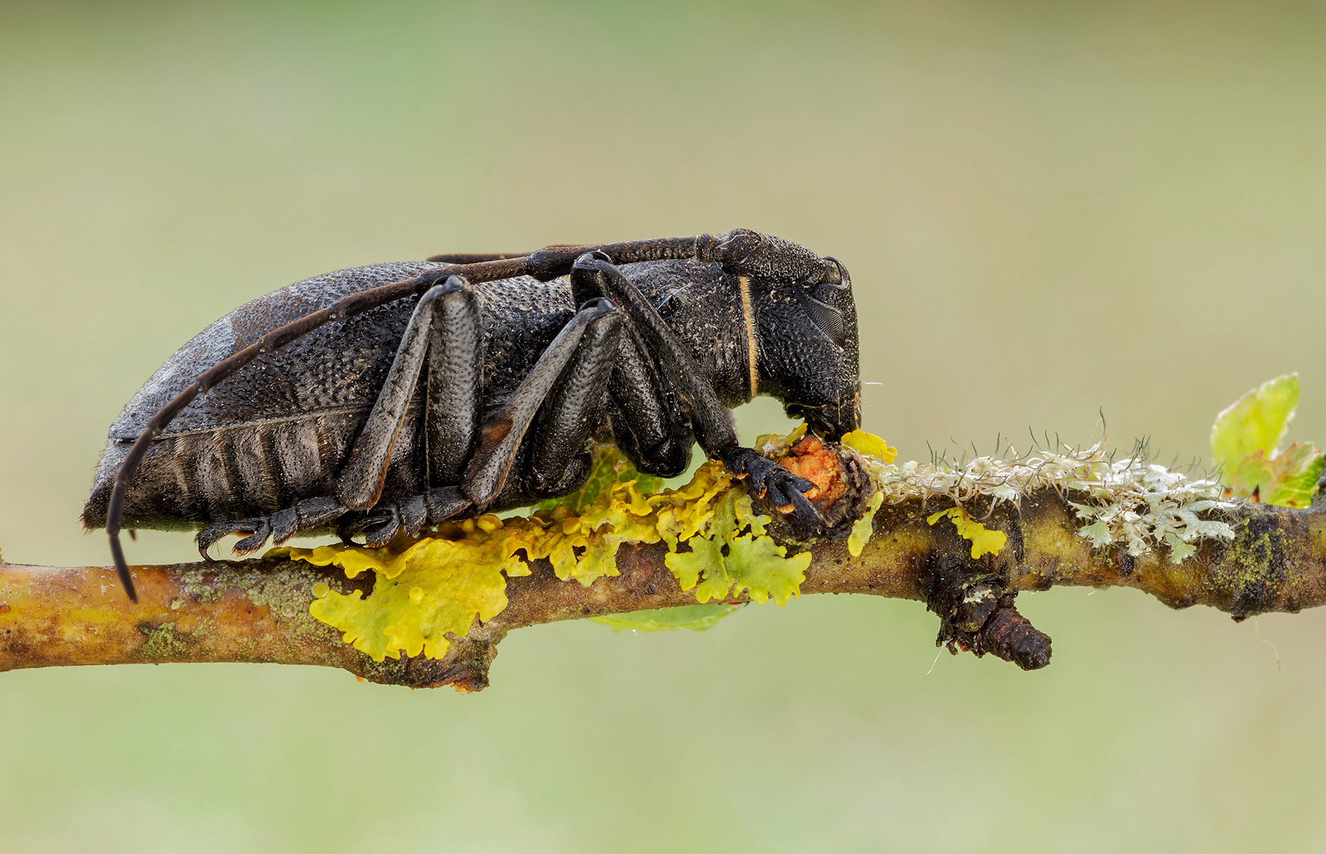 Morimus asper asper...