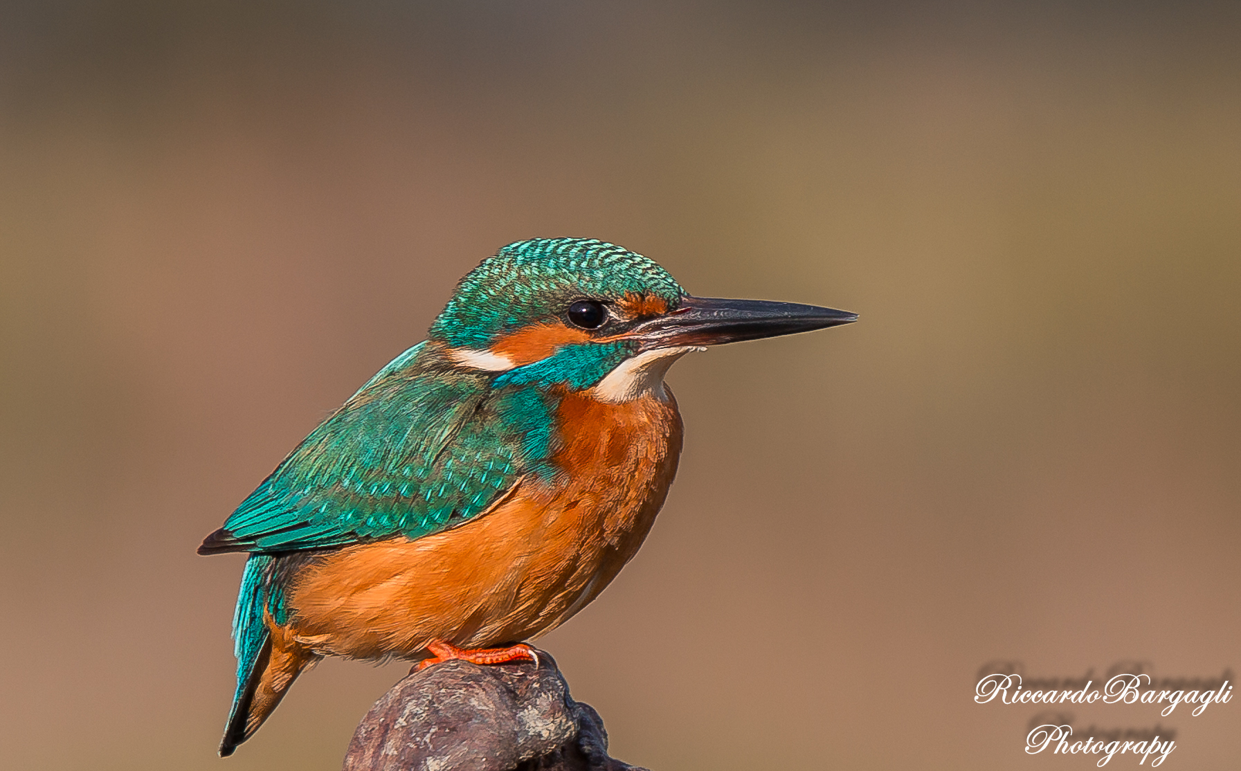 Kingfisher