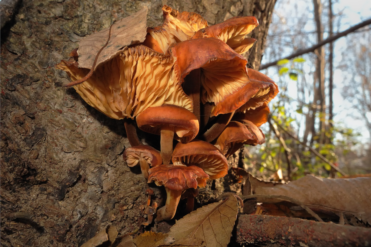Funghi e Alberi Ottombrini