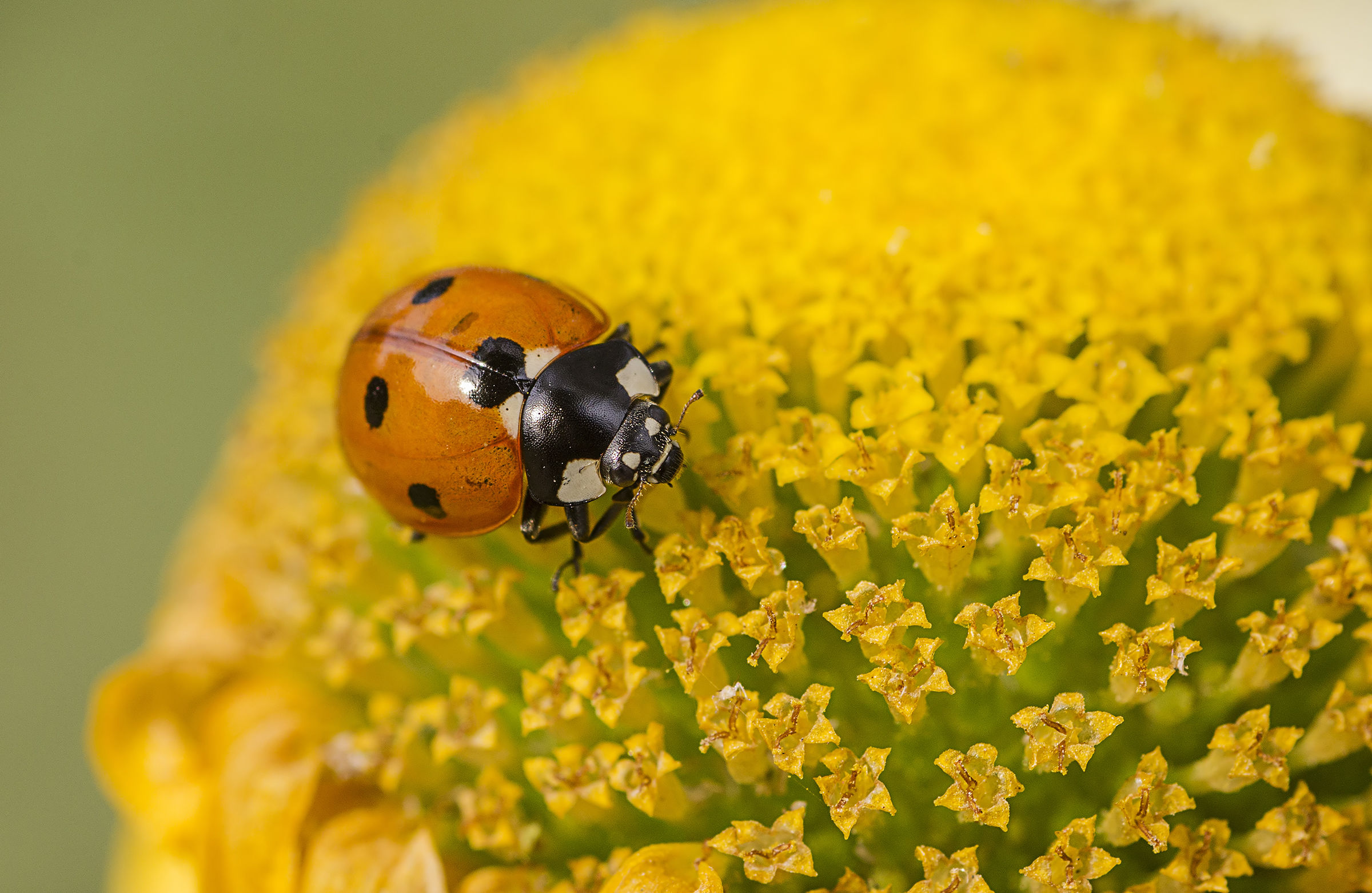 Coccinella