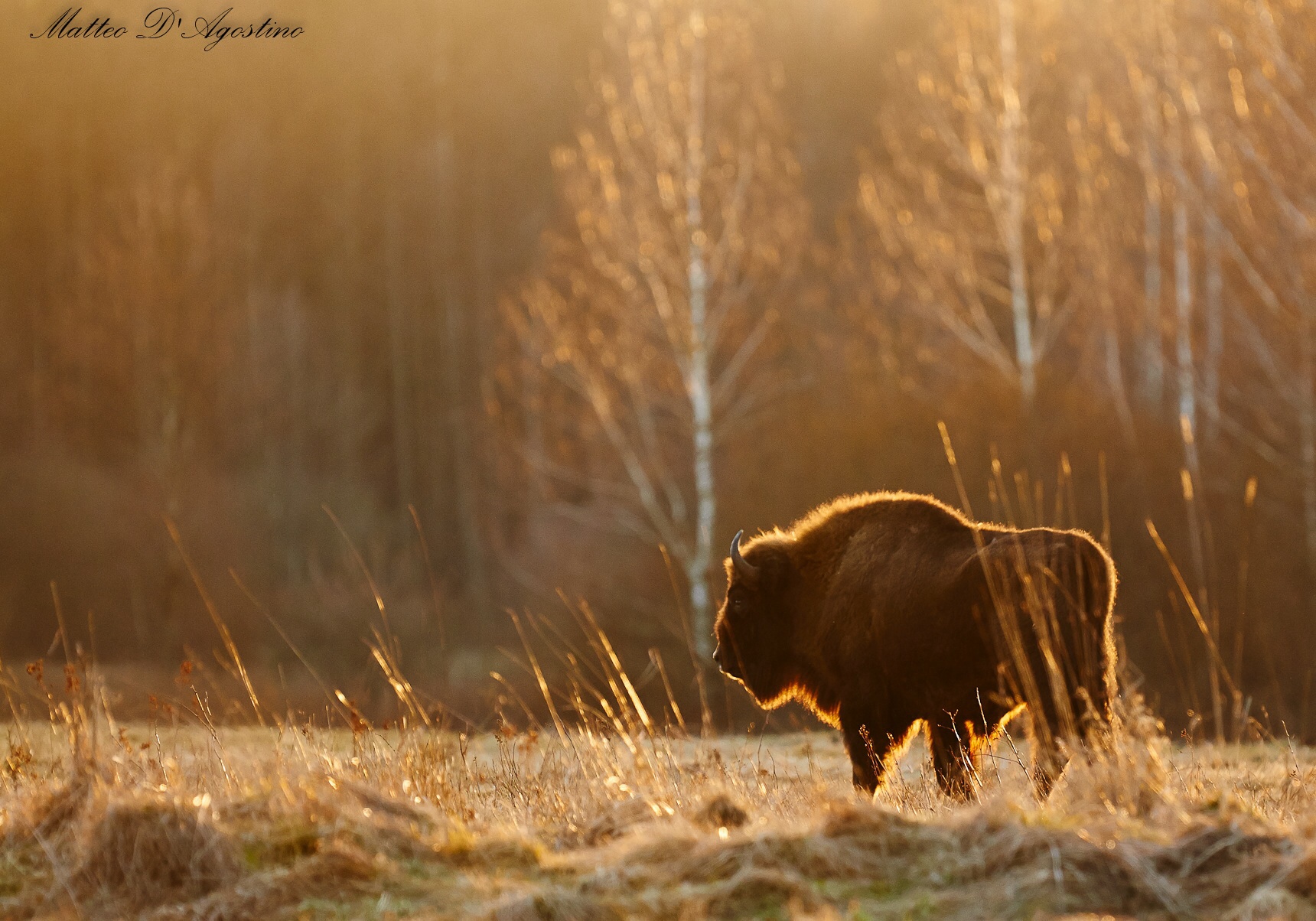 European Bison
