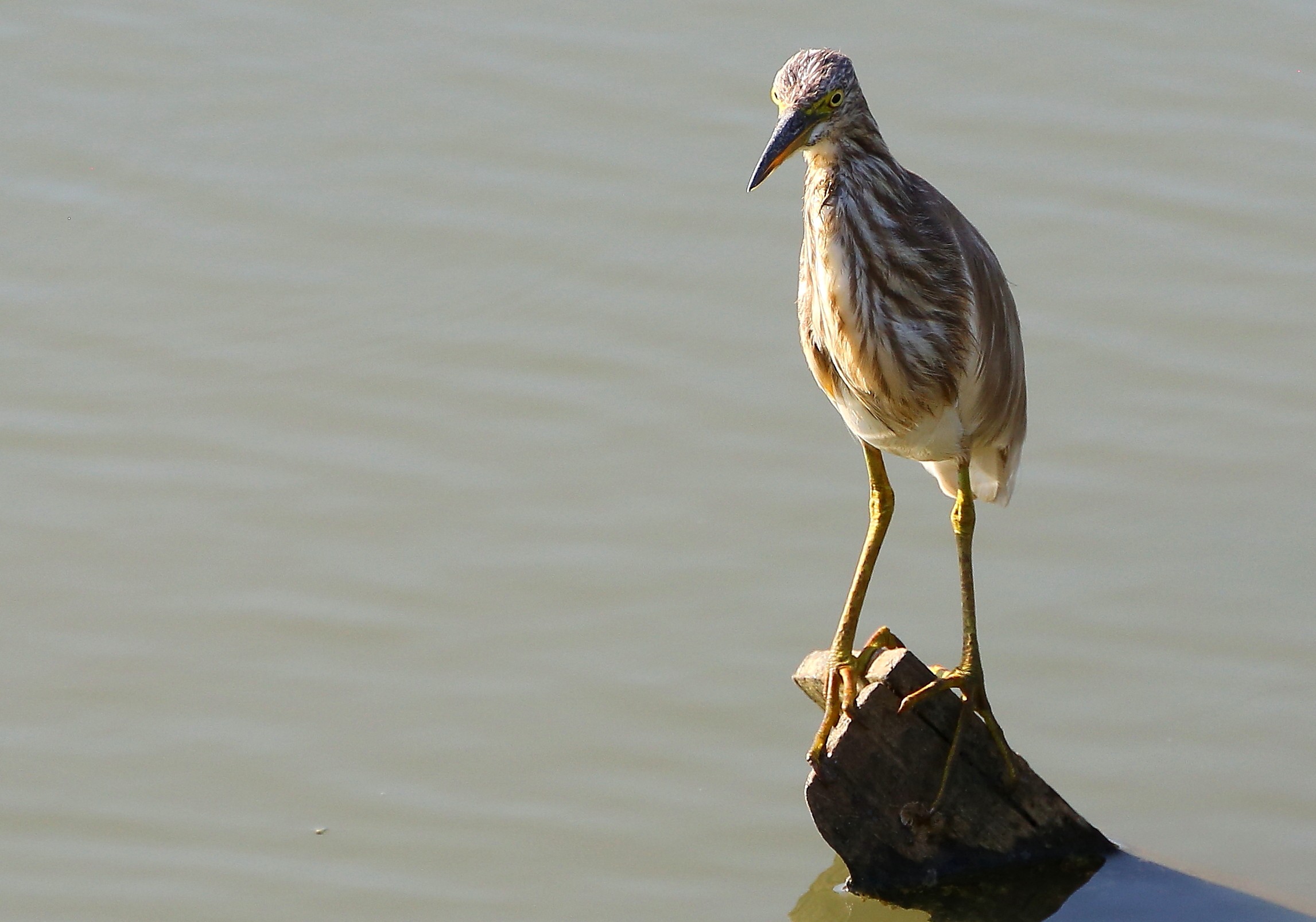 This, too, I can not identify