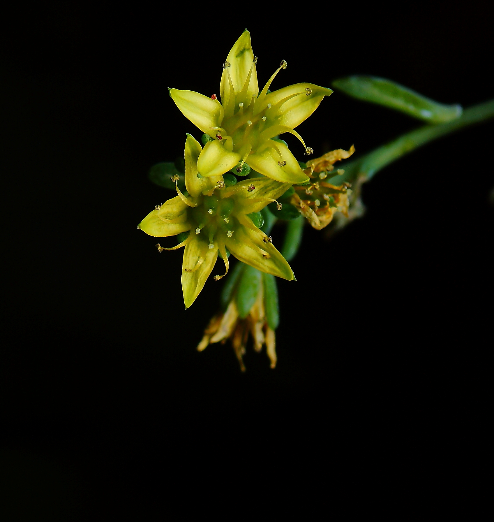 pianta grassa 1... fiore grasso 1