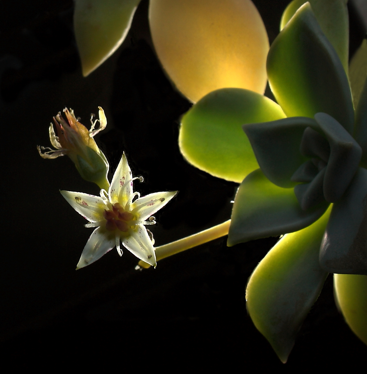 pianta grassa 2... fiore grasso 2