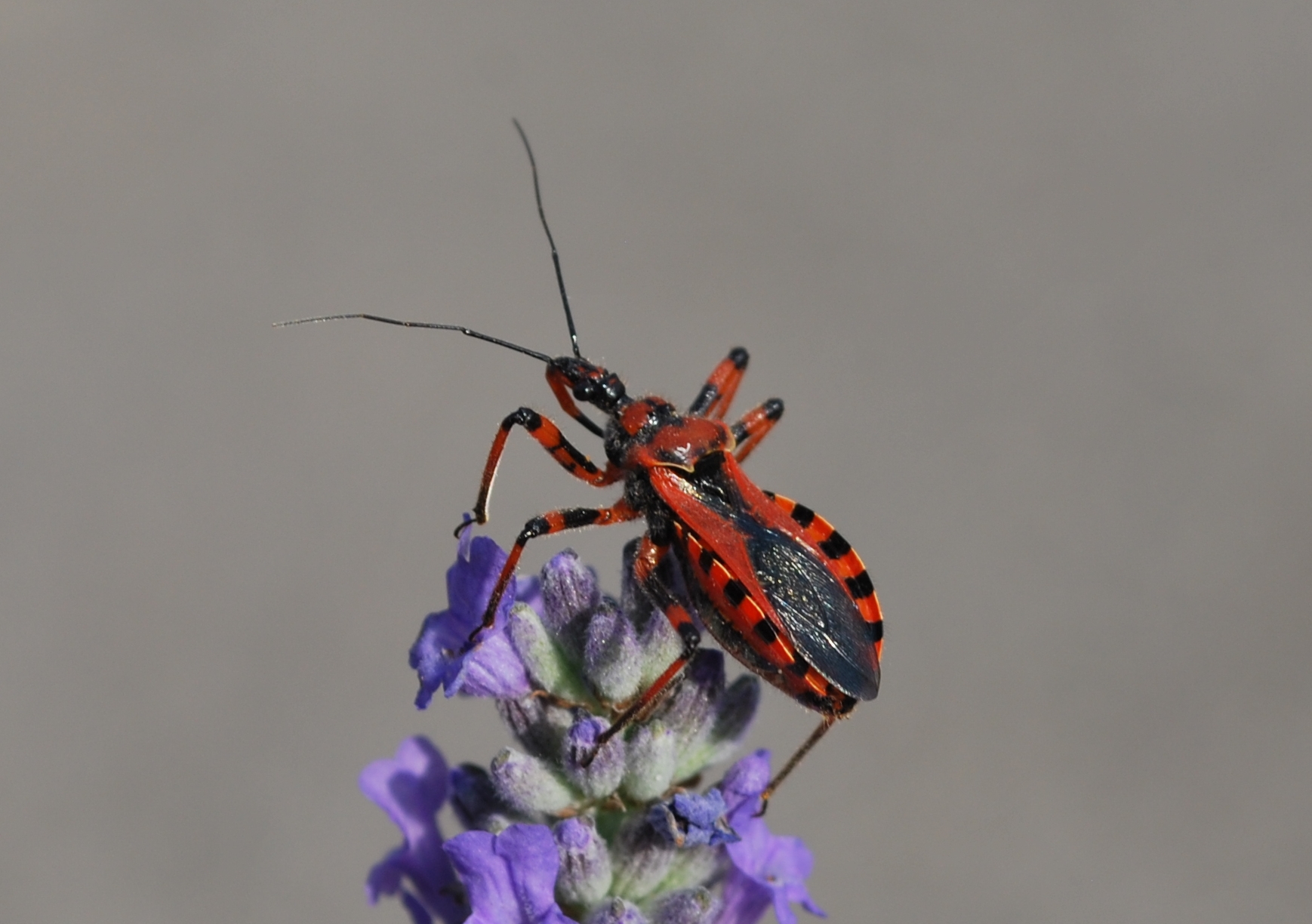 Rhynocoris iracundus