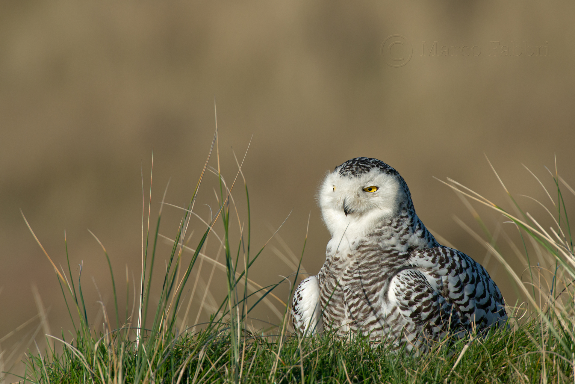 Snowy Owl 2