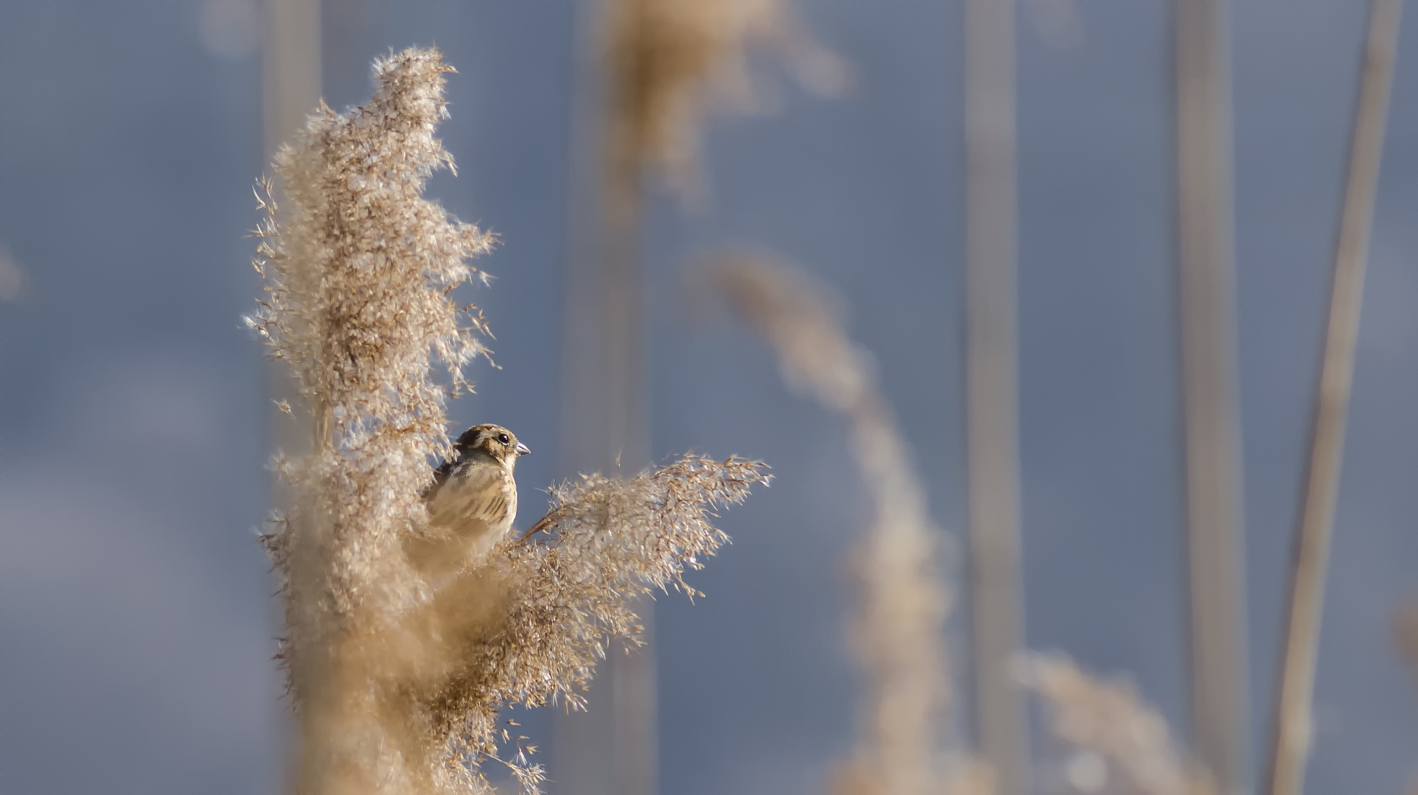 Migliarino di palude (Emberiza schoeniclus)