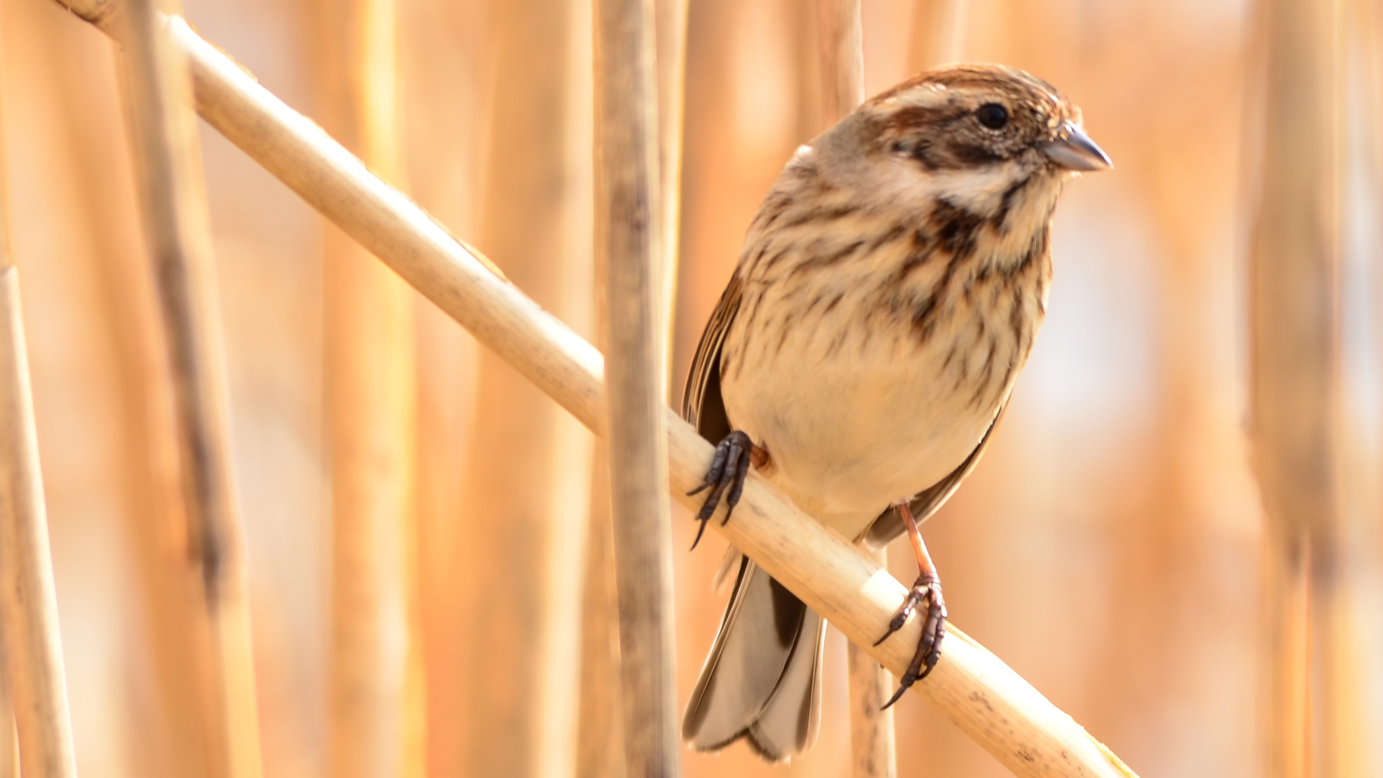Bunting (Emberiza schoeniclus)