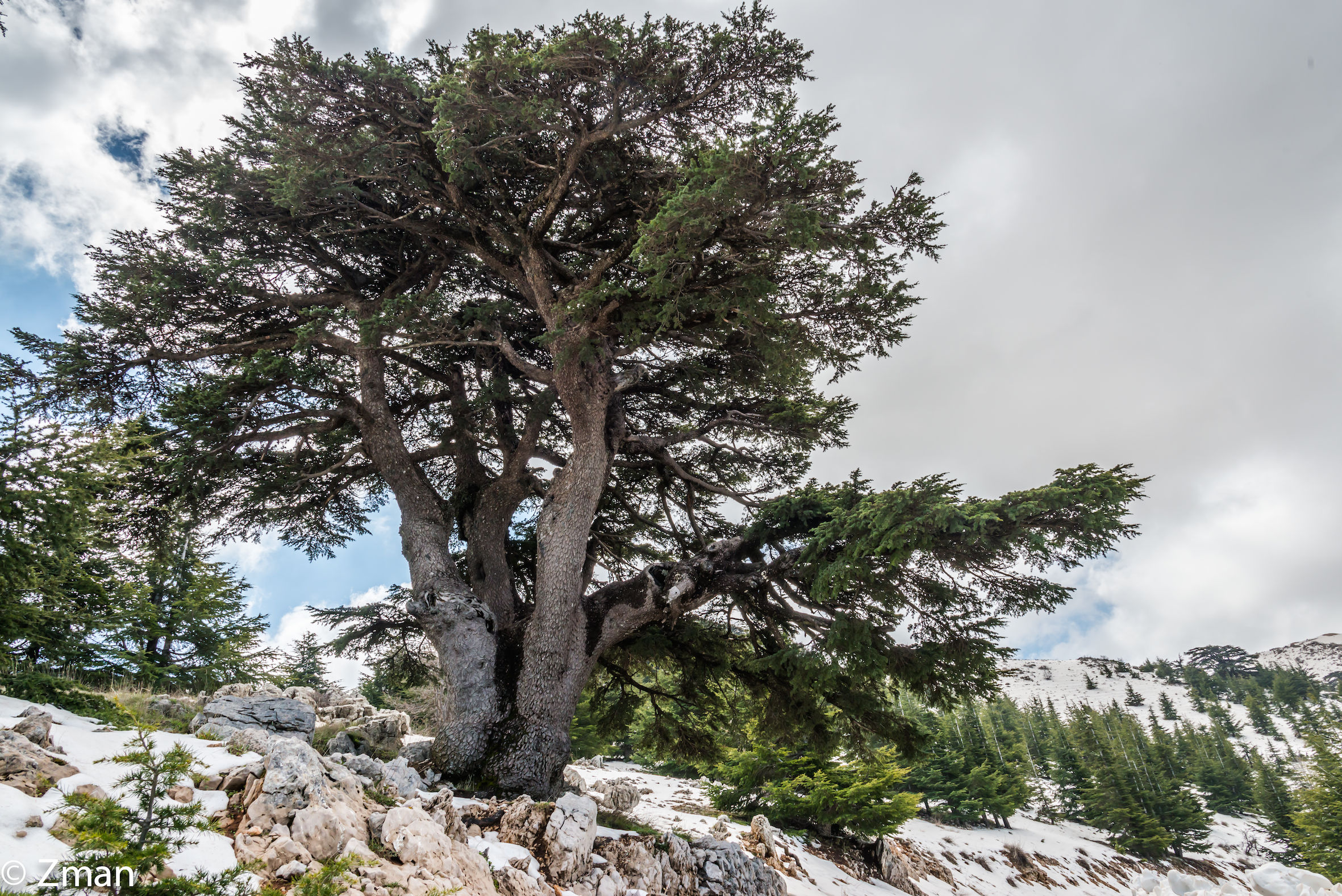 Il Cedar Tree più antica di Al Barouk Reserve.