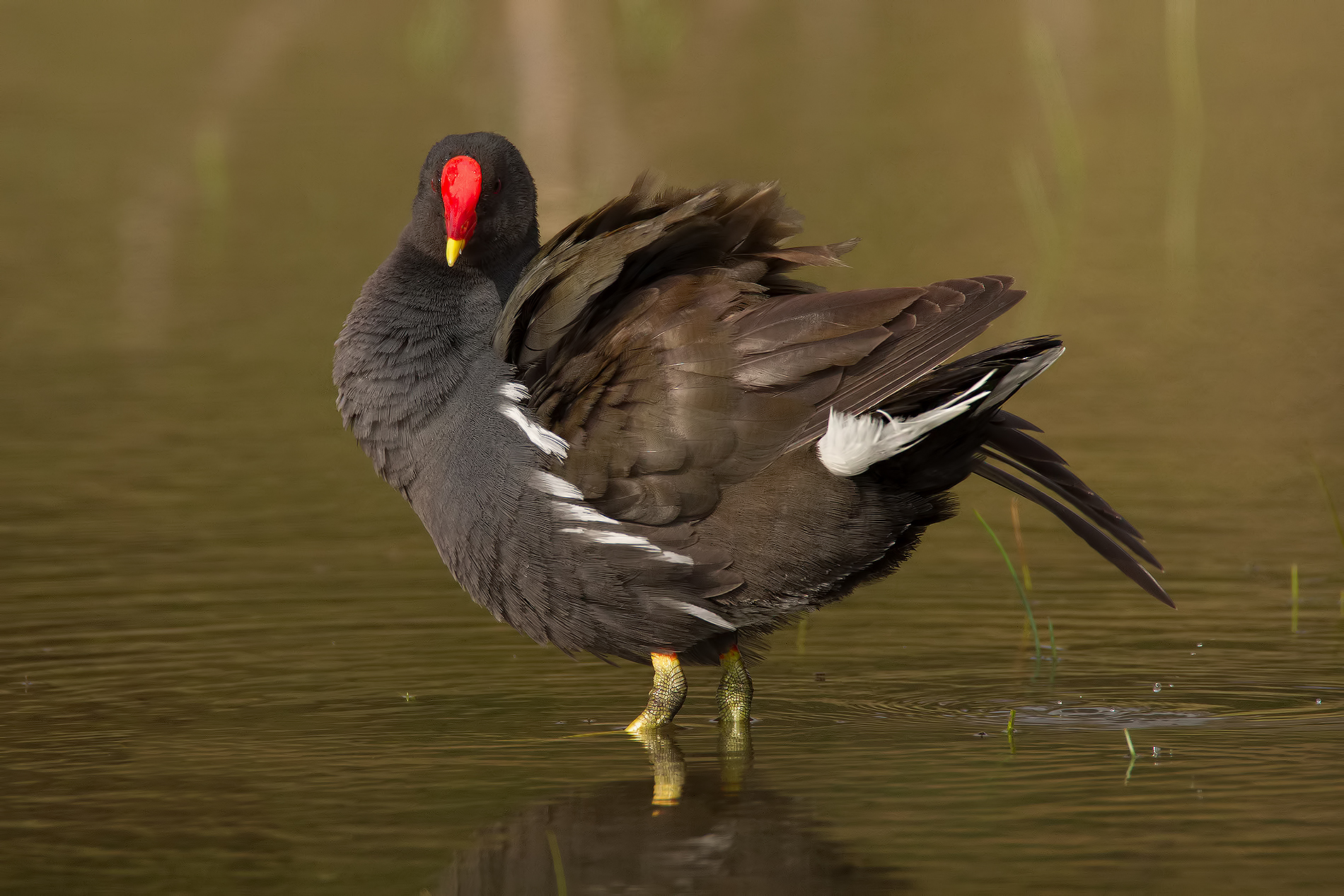 The details Tamrex ...!