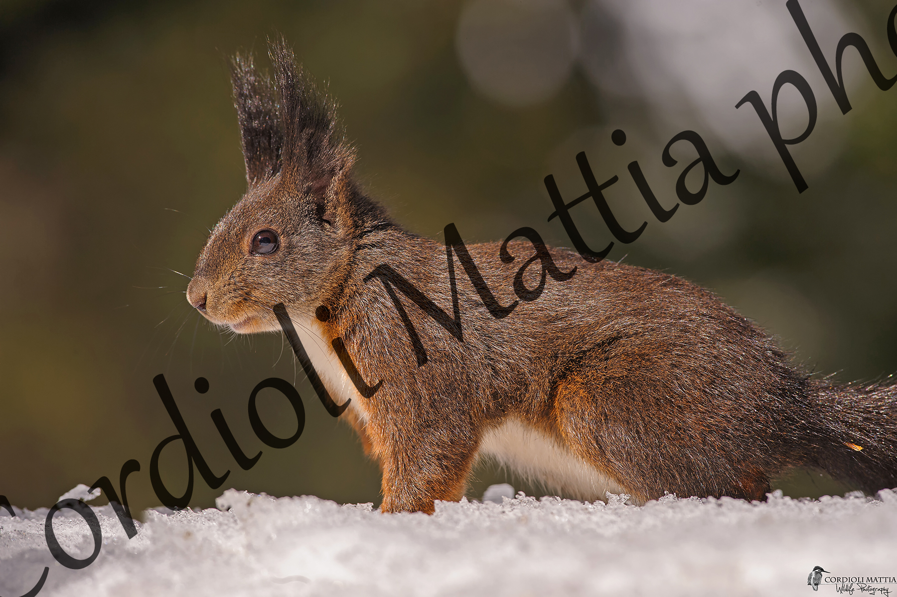 Il principe del bosco....