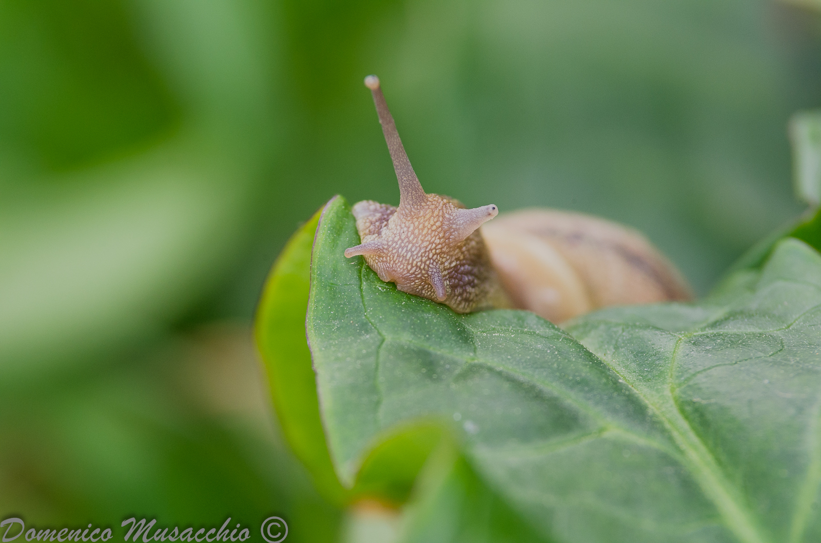 Snail