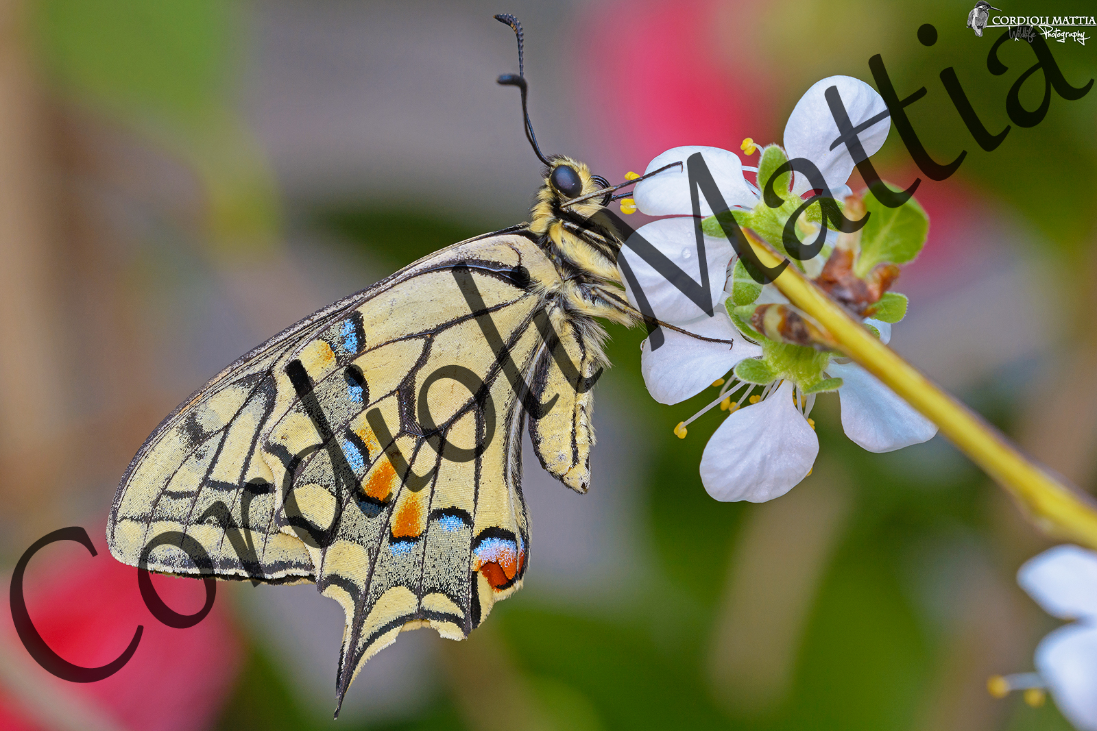 the elegance of the swallowtail .....