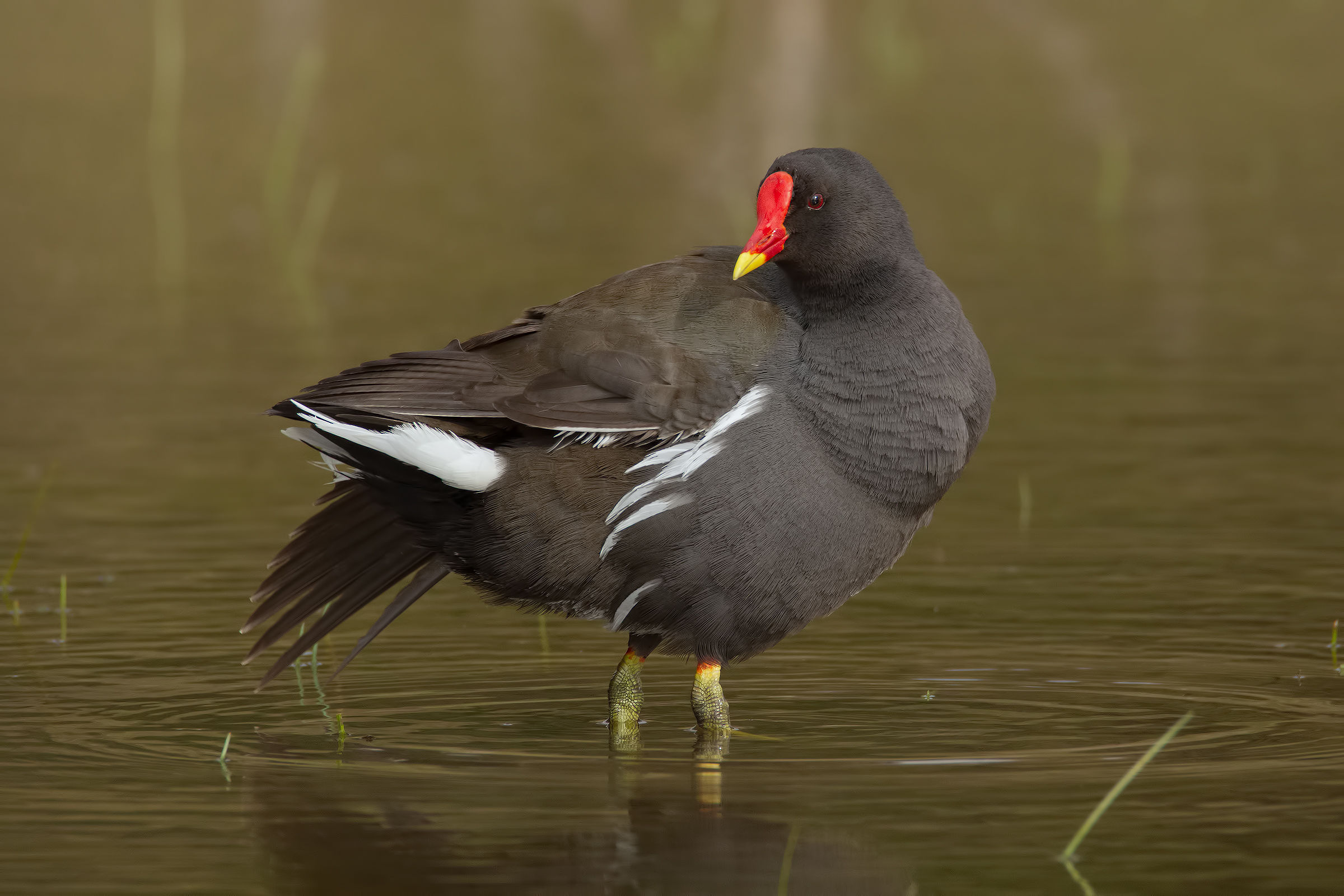 The details Tamrex # 3