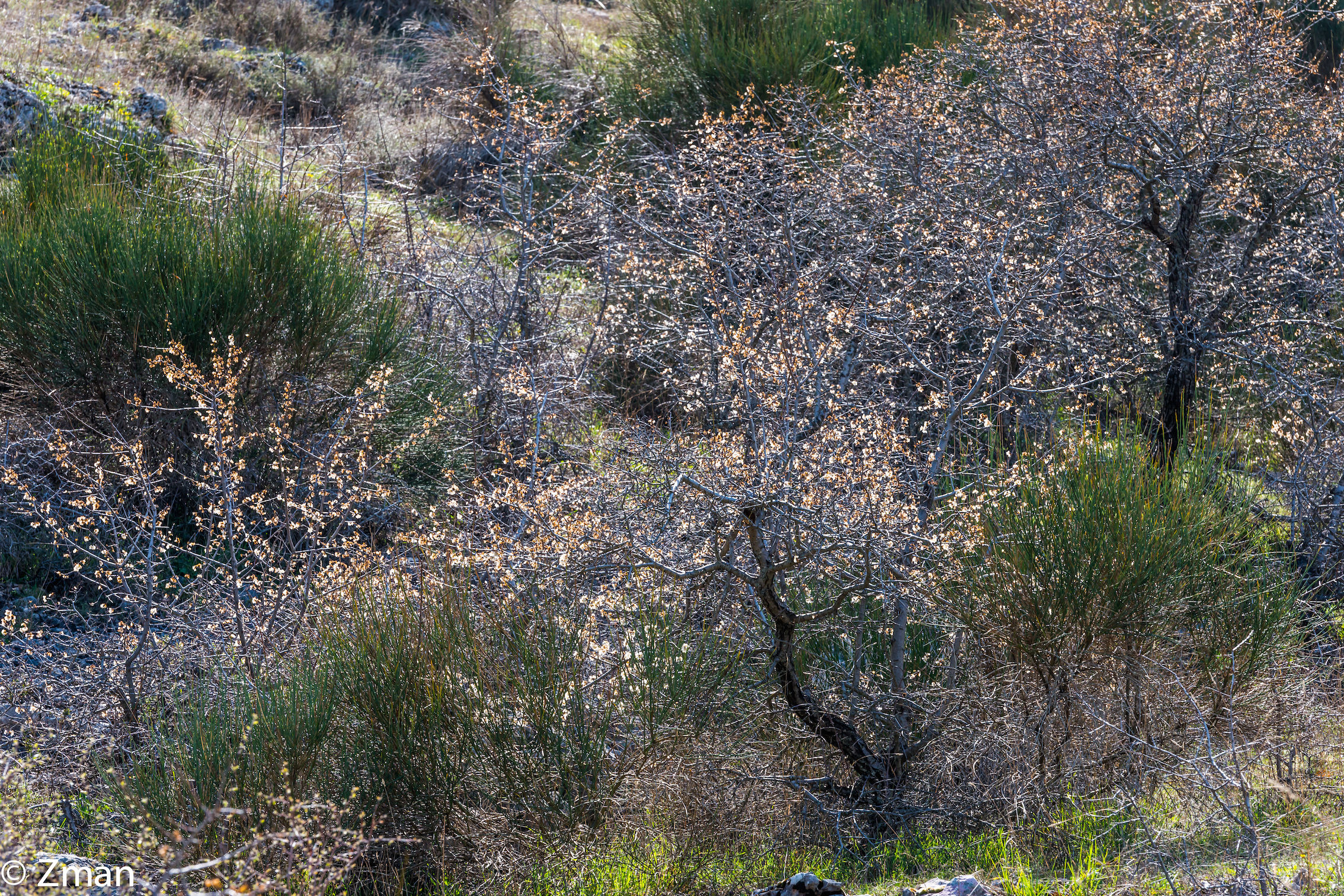 Wild Almond Trees. Spring came Early as No Rain