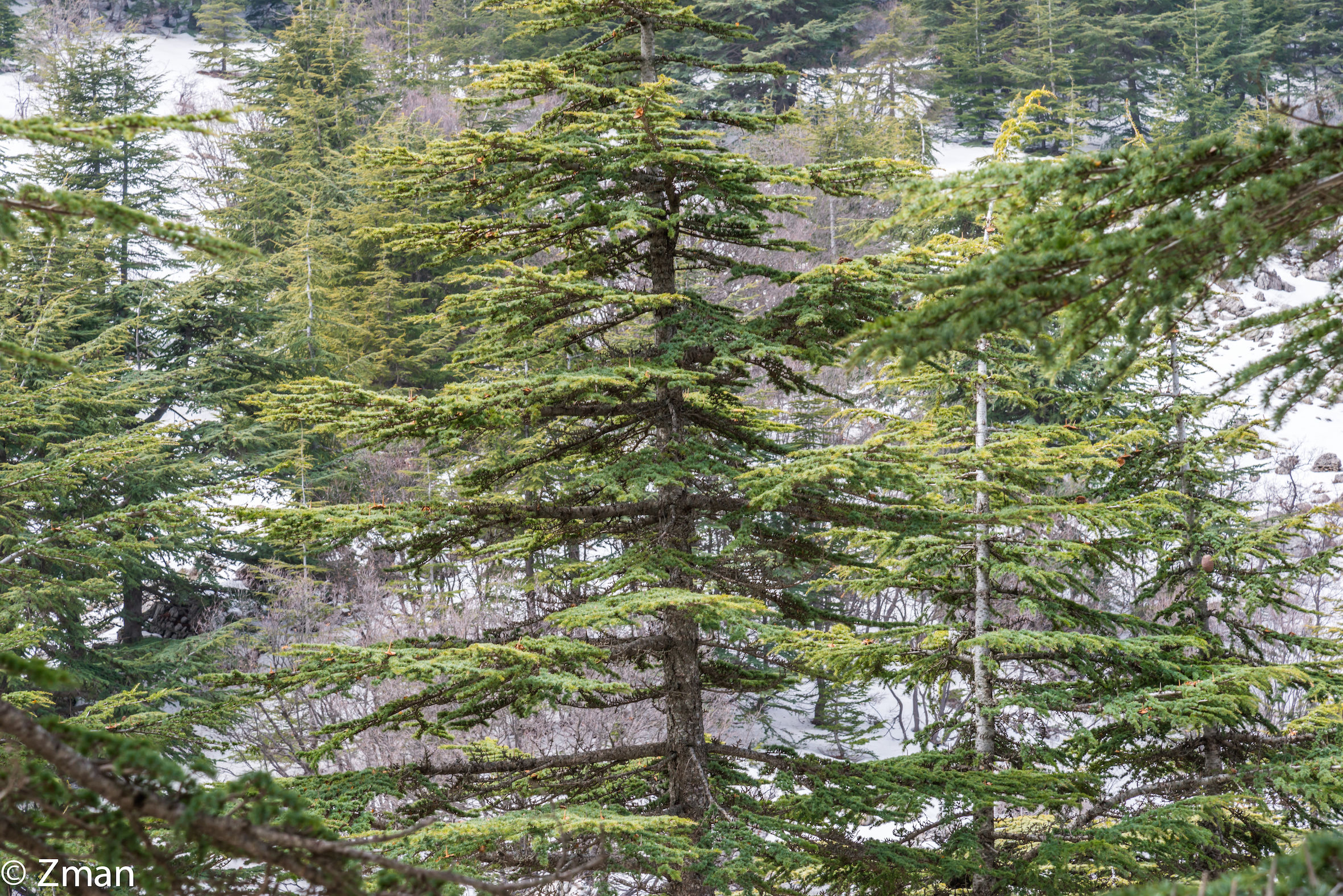 The Majestic Cedars Of Lebanon