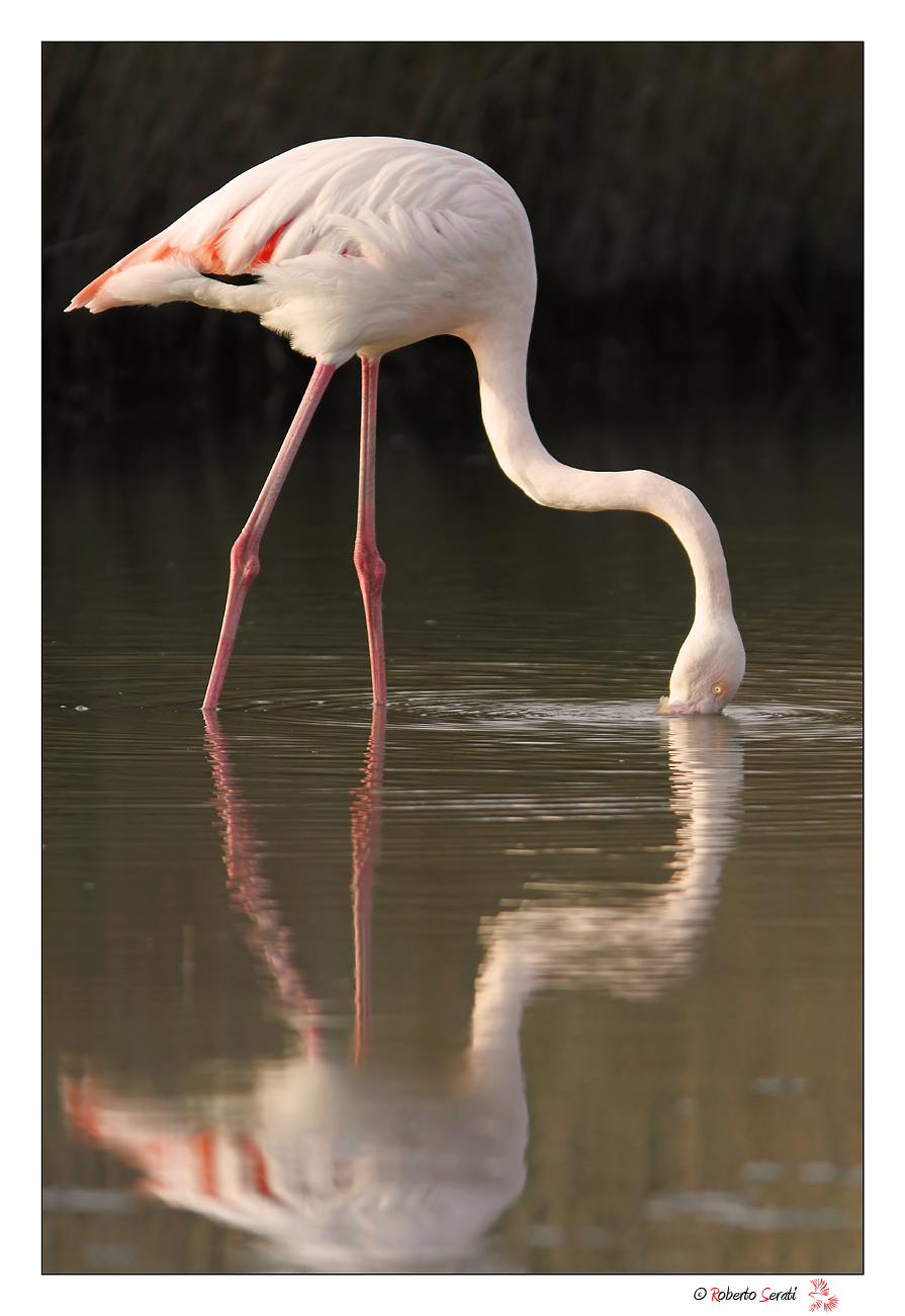 Ritratto nello stagno