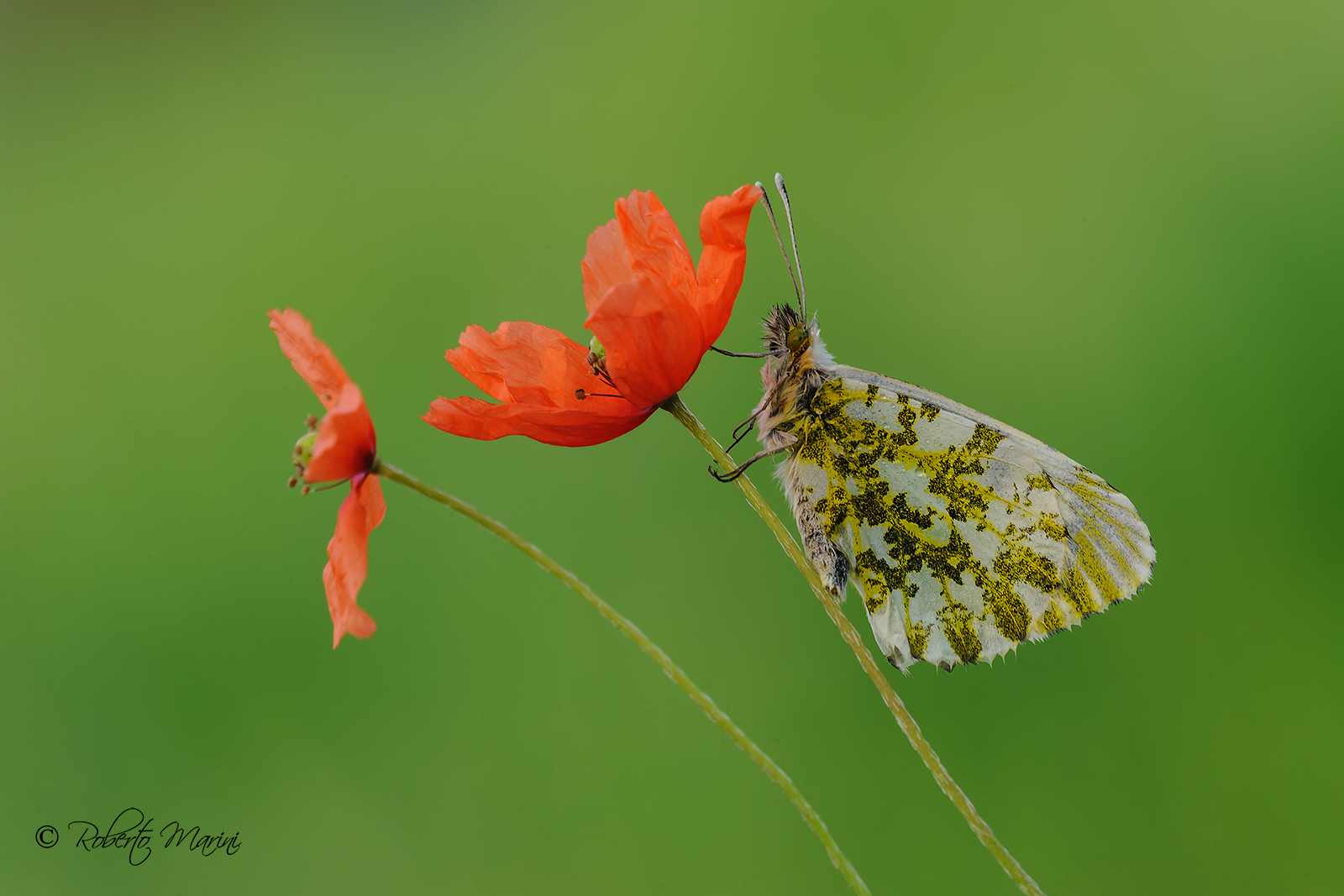 Poppy Pappa Pappa ...