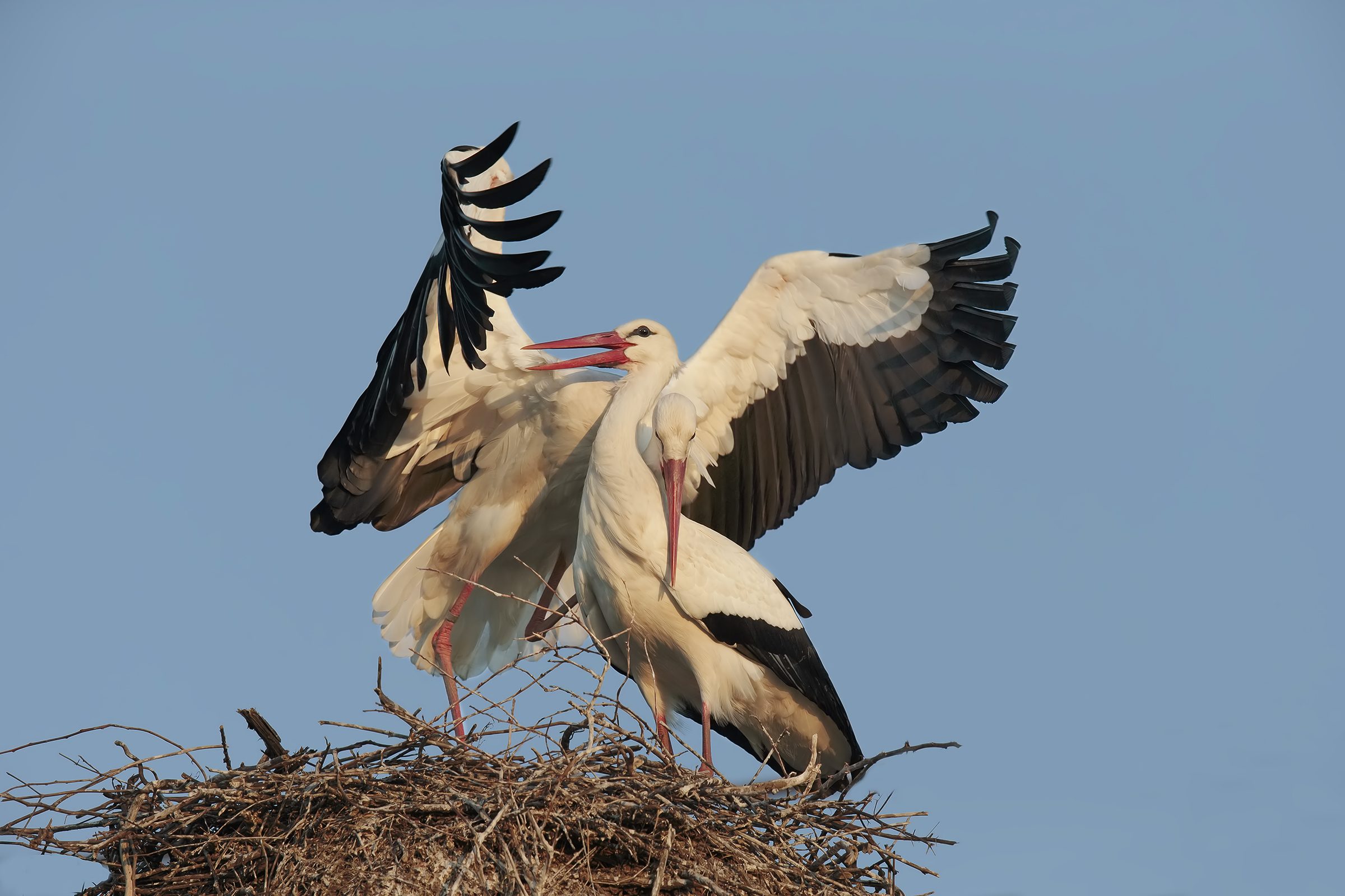 Storks work ..