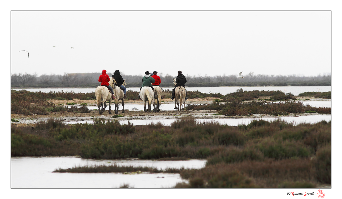 Cavalli nello stagno