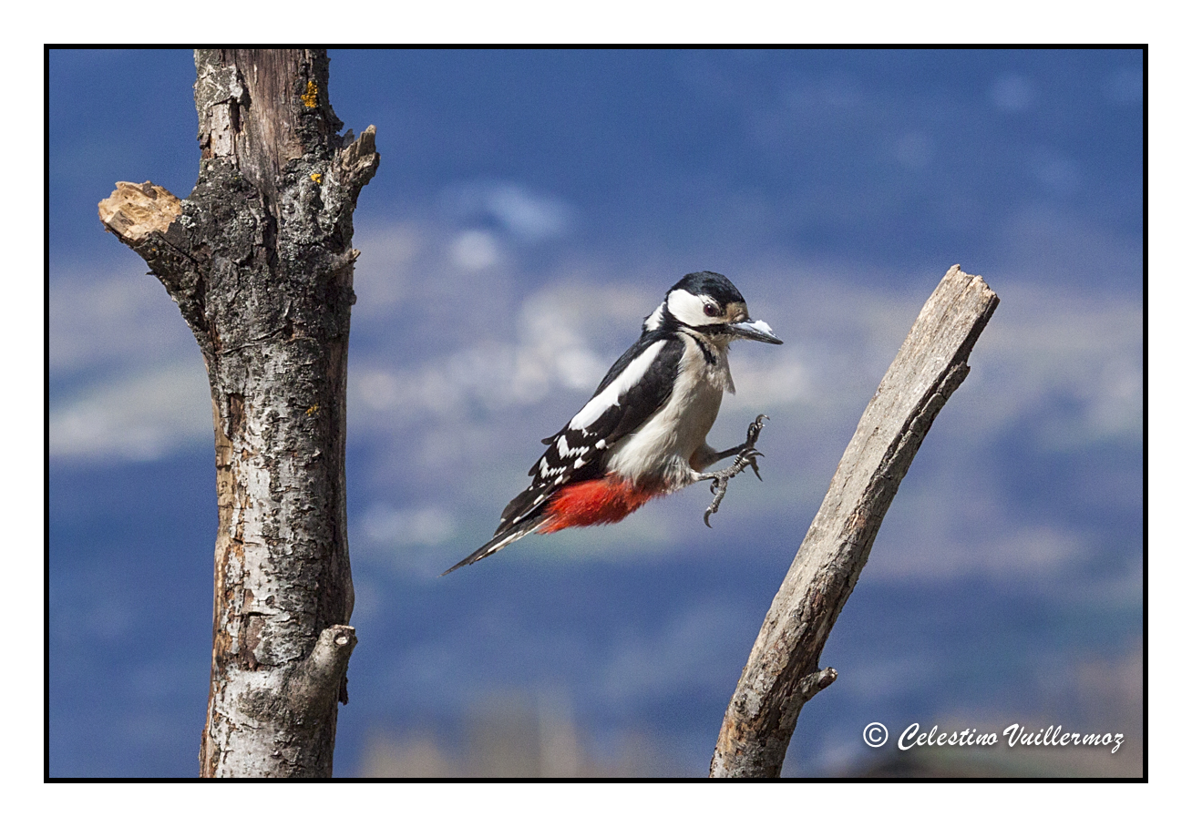Il salto del picchio