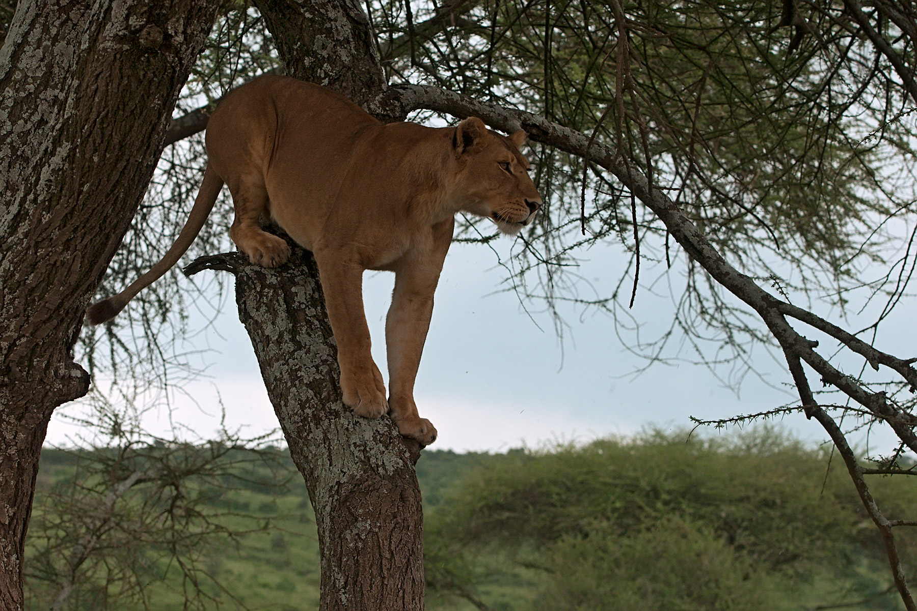 punto d'osservazione