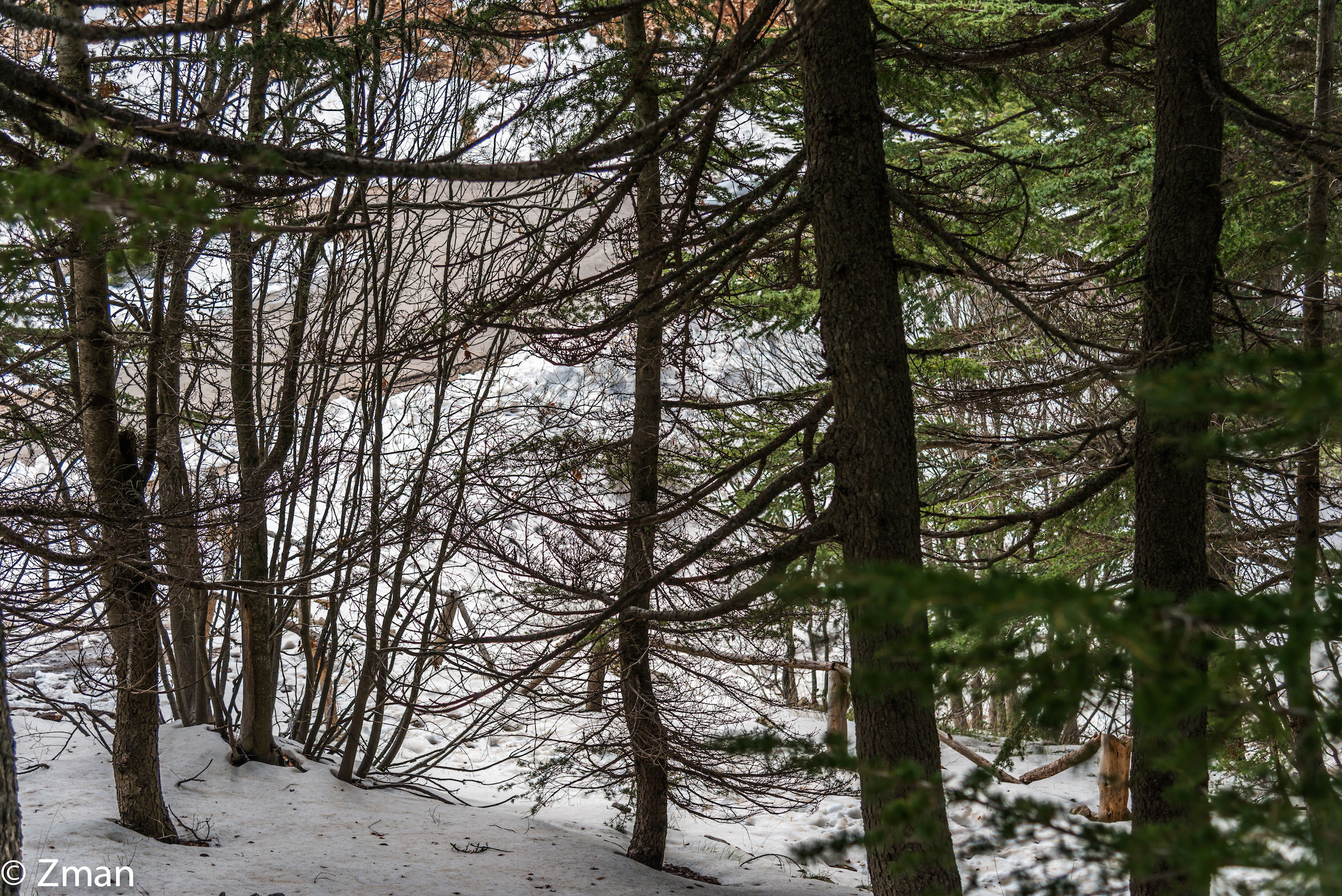 The Majestic Cedars Of Lebanon