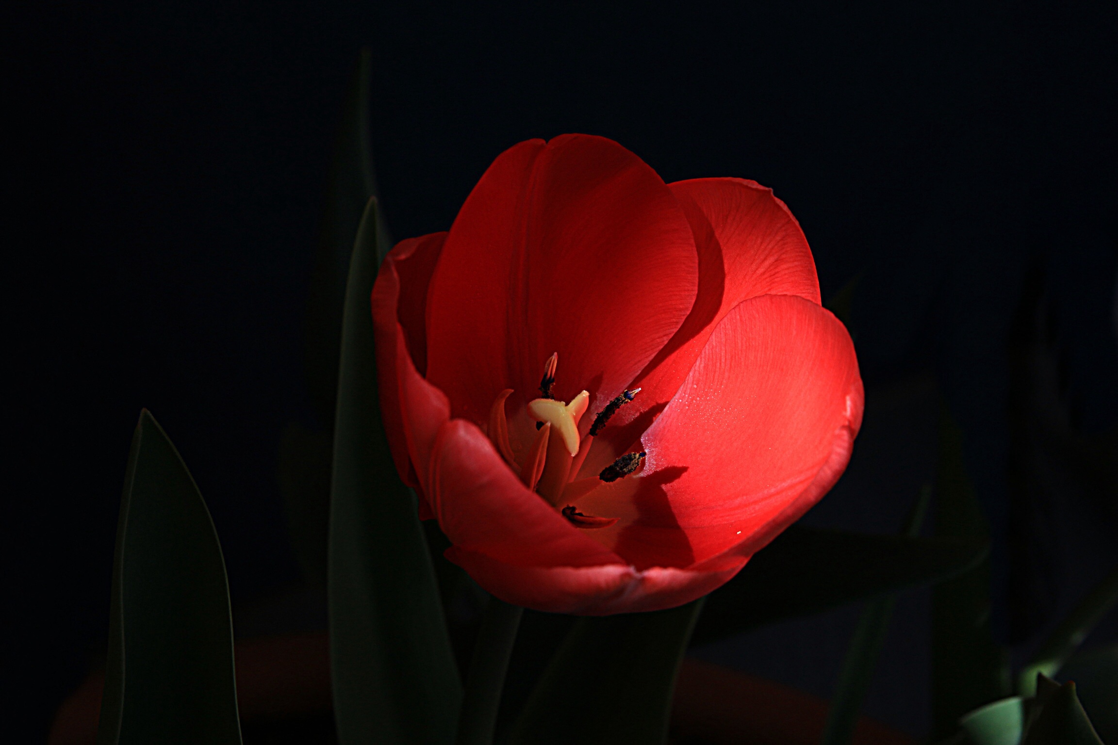 Il tulipano Rosso
