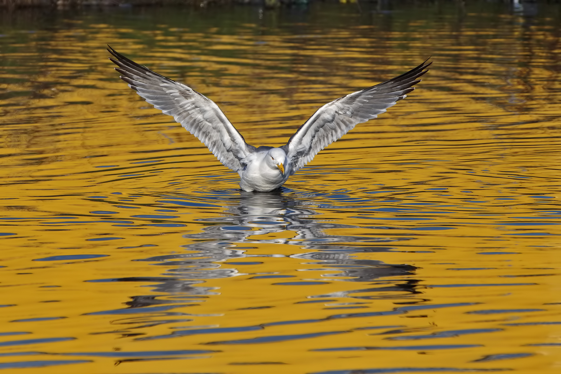 Gulls in the gold melted ...