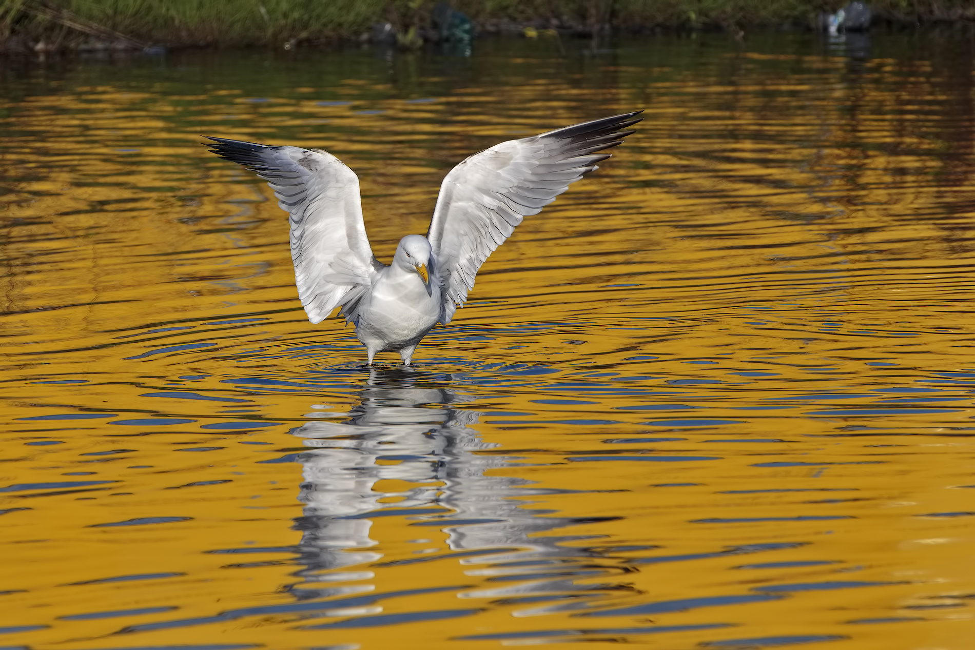 Gulls in the gold fuso2 ...