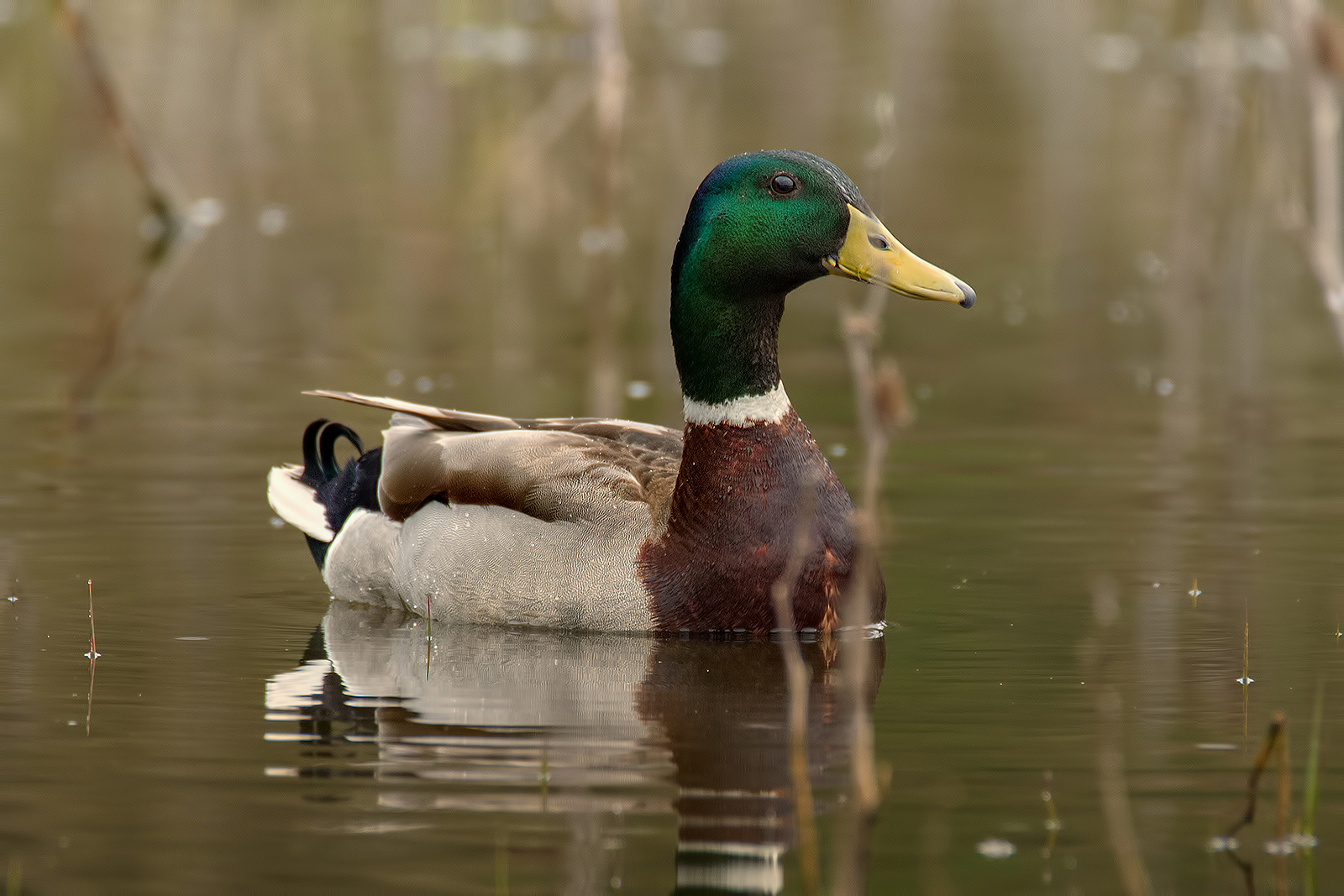 Lo stabilizzatore del Tamrex..!!!!