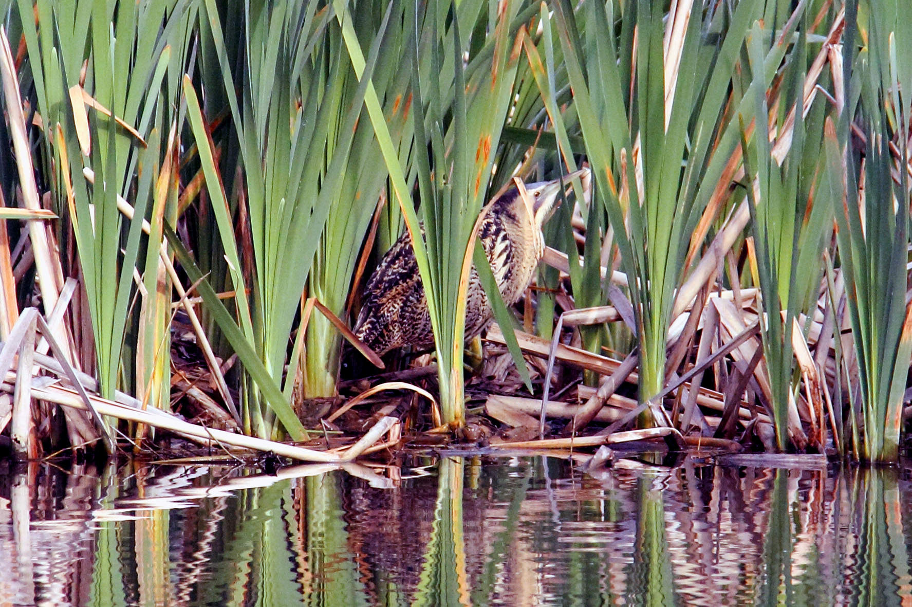 il mio primo tarabuso_1
