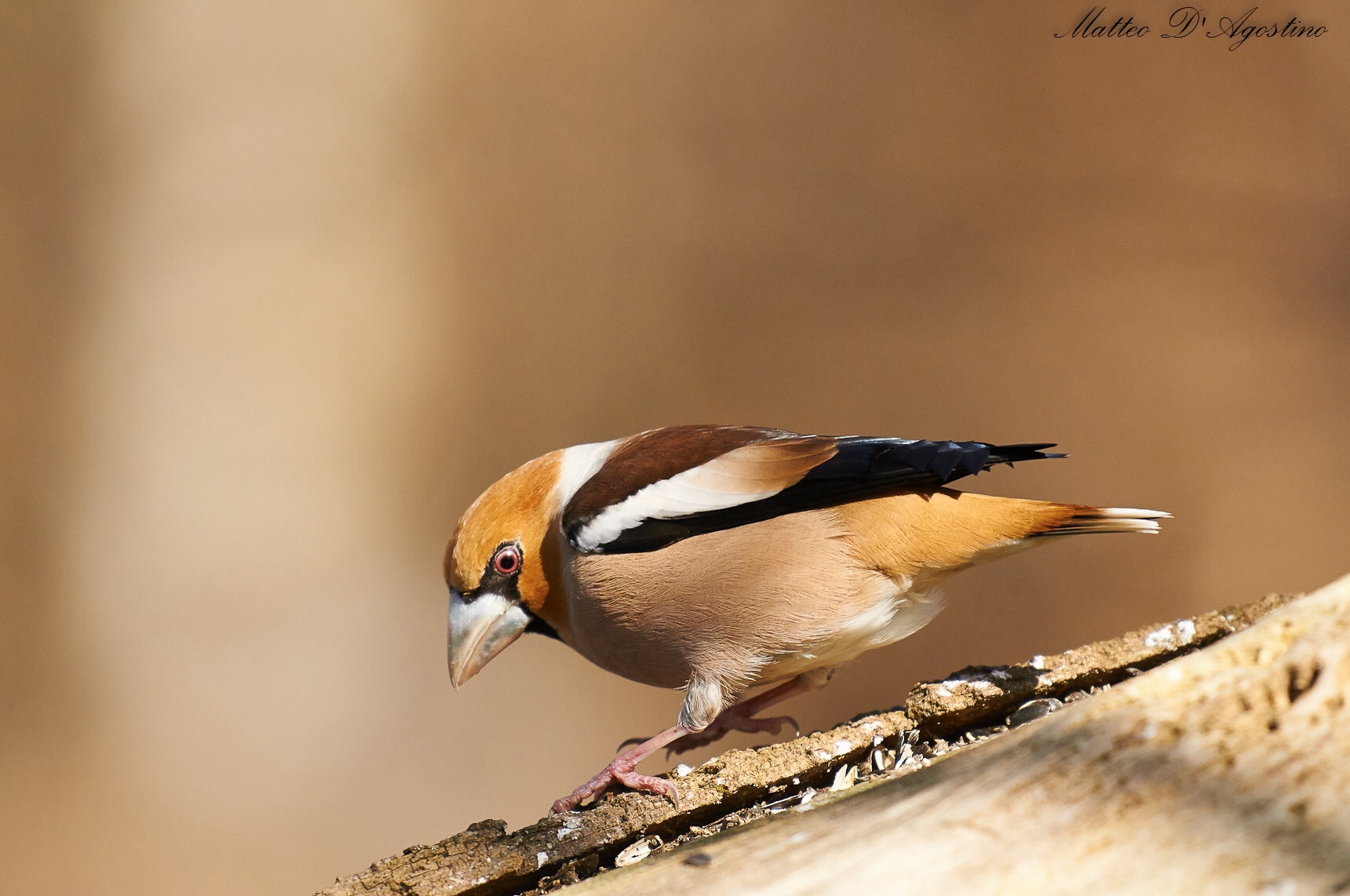 Hawfinch