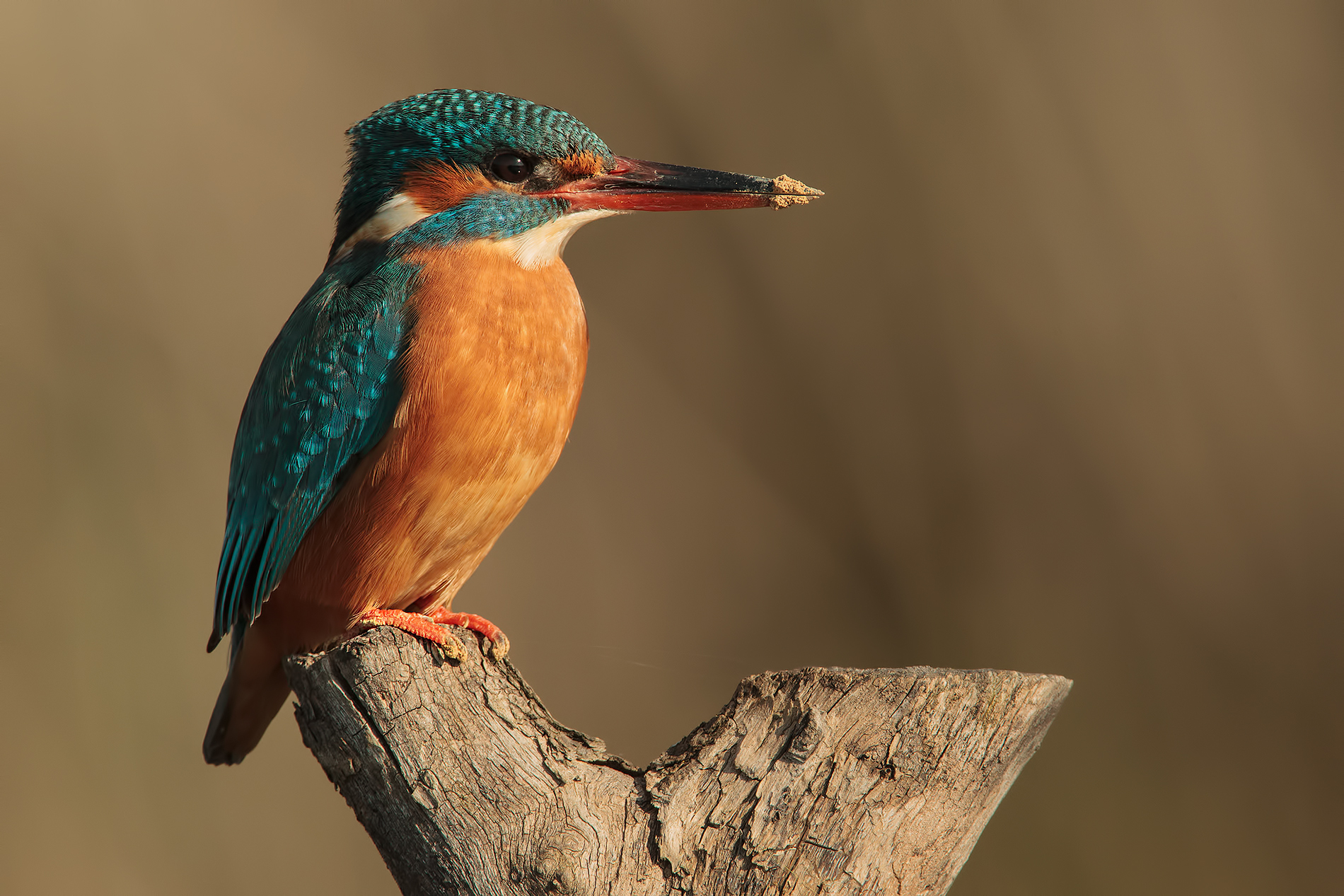 Martina Muratrice ....