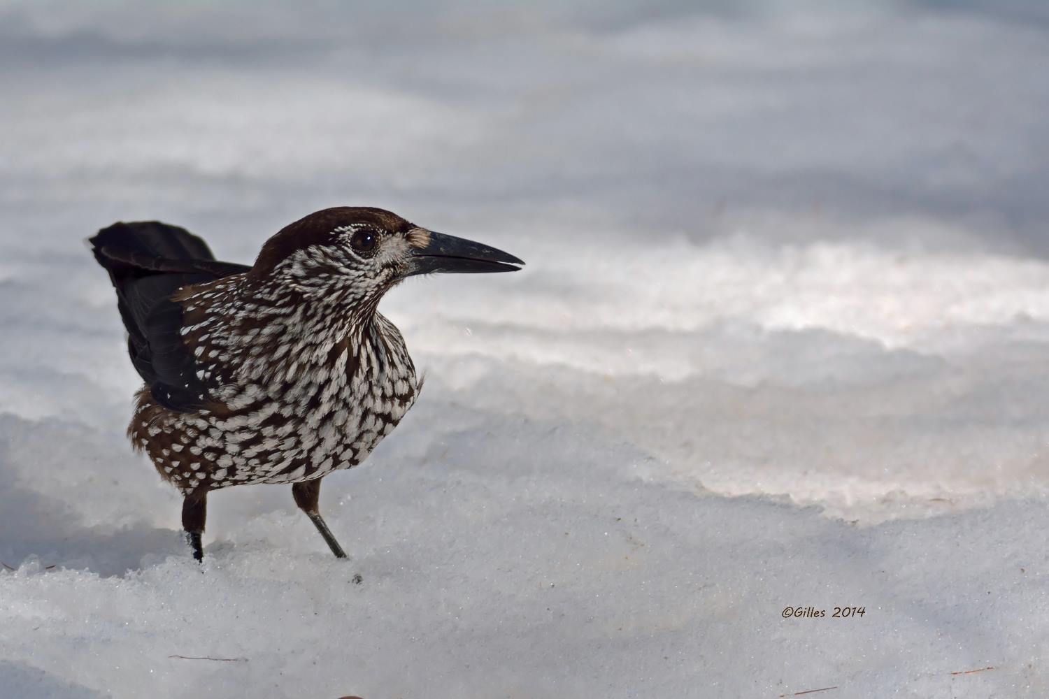 Nutcracker (Nucifraga caryocatactes)
