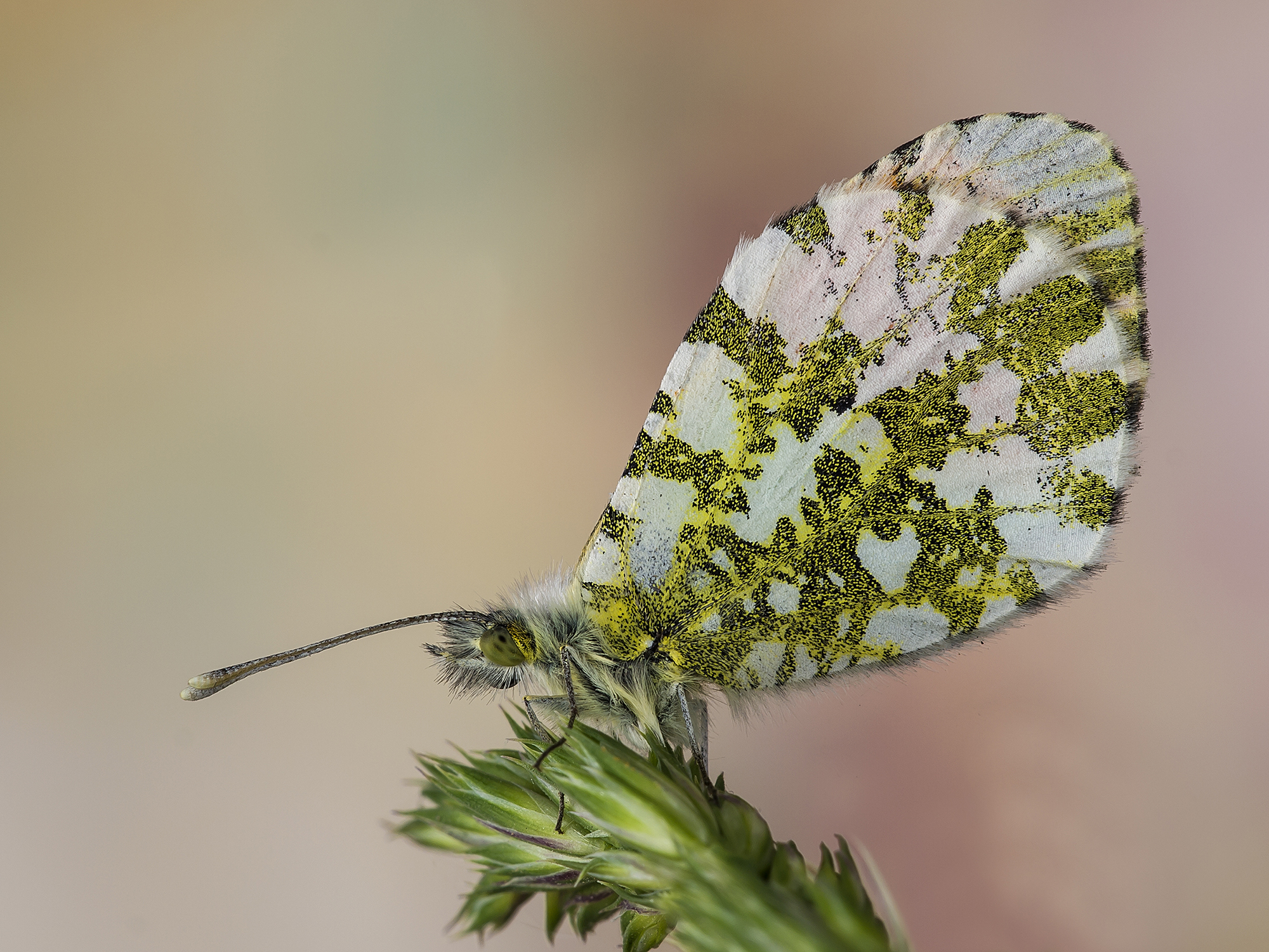 Anthocharis cardamines
