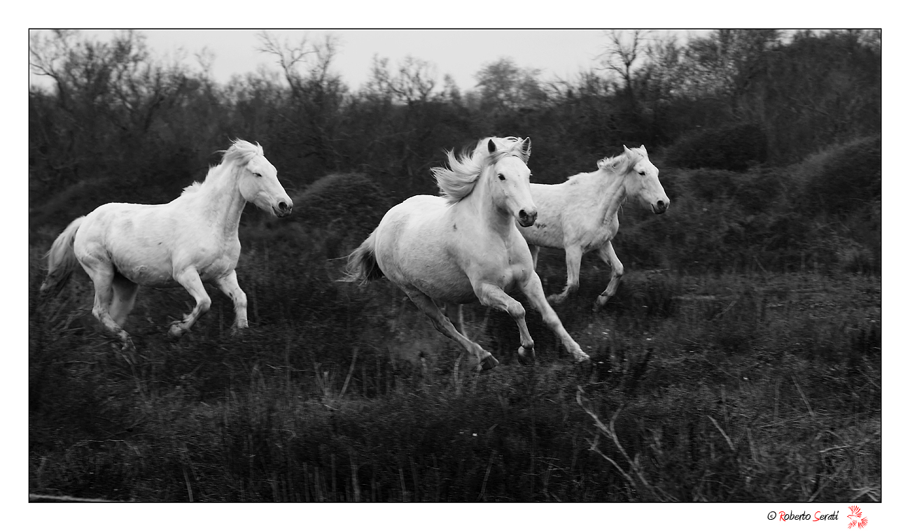 Cavalli in Camargue