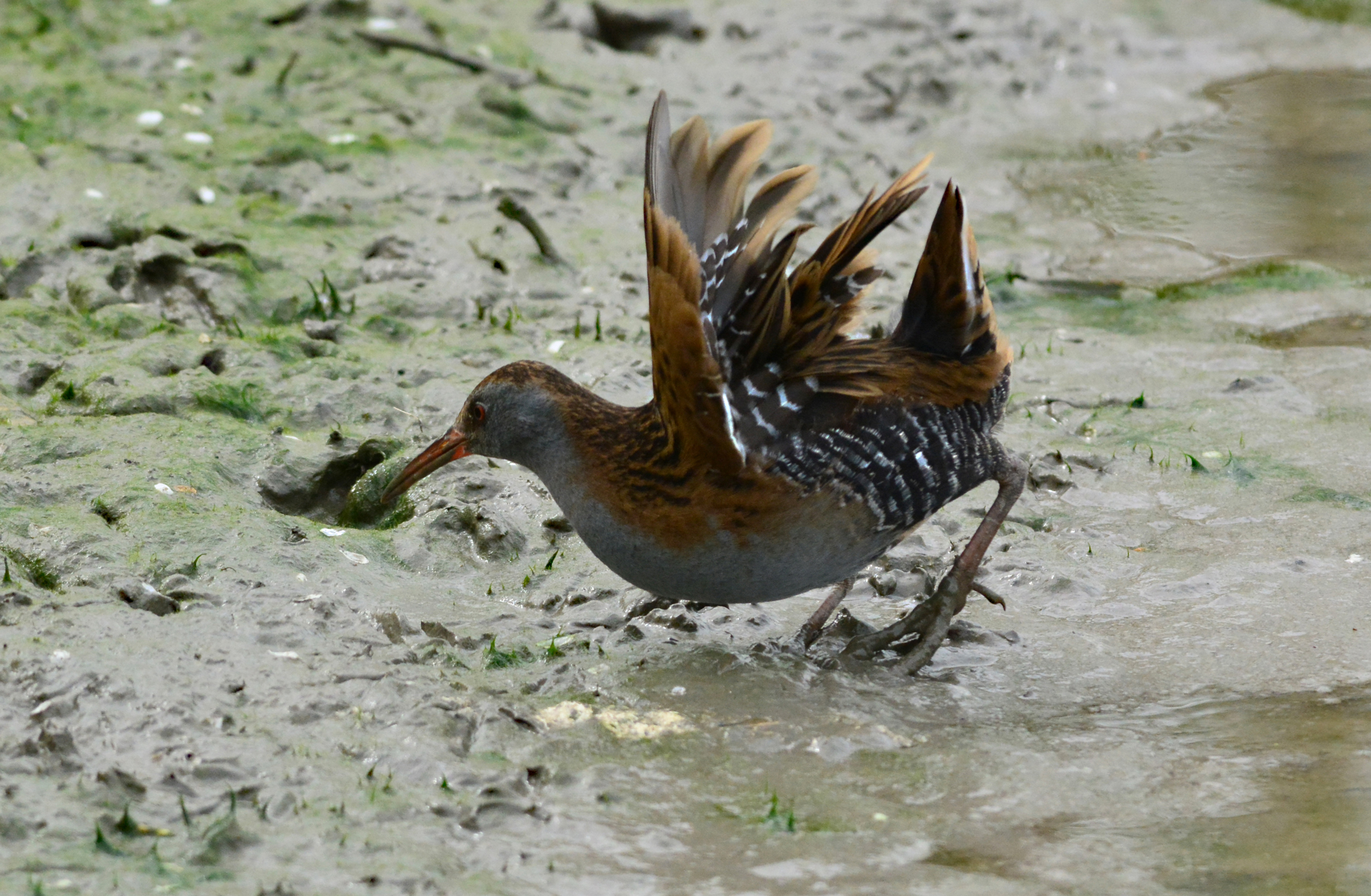porciglione controvento