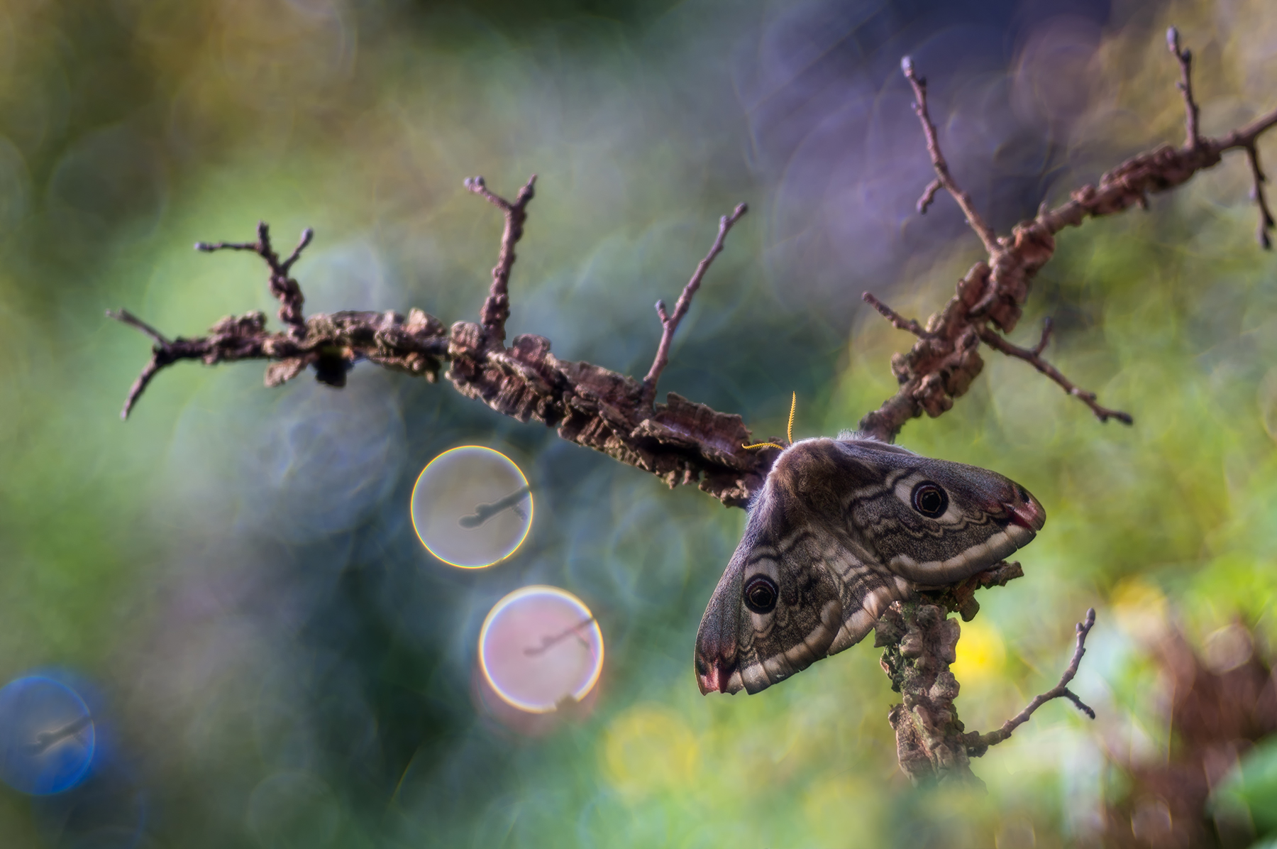 il mondo delle tre lune