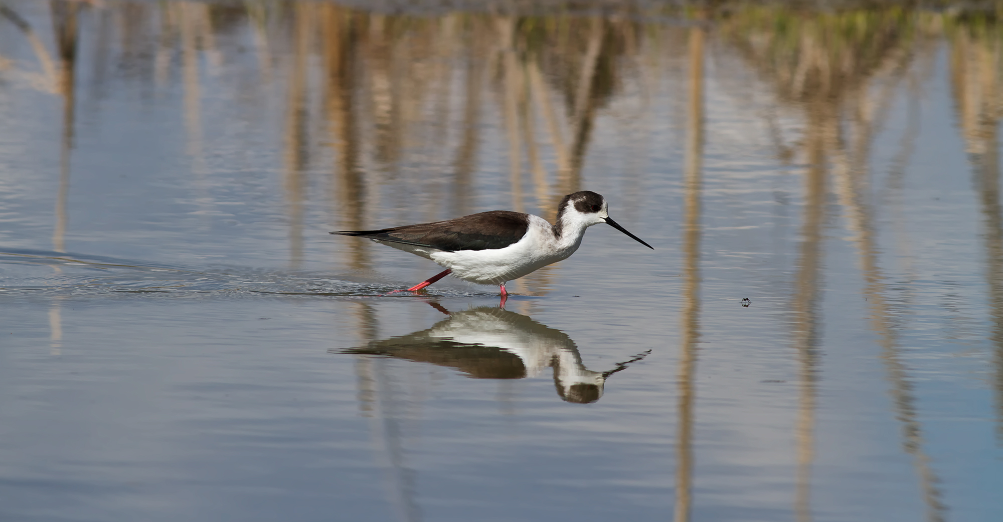 Knight in hunting ..