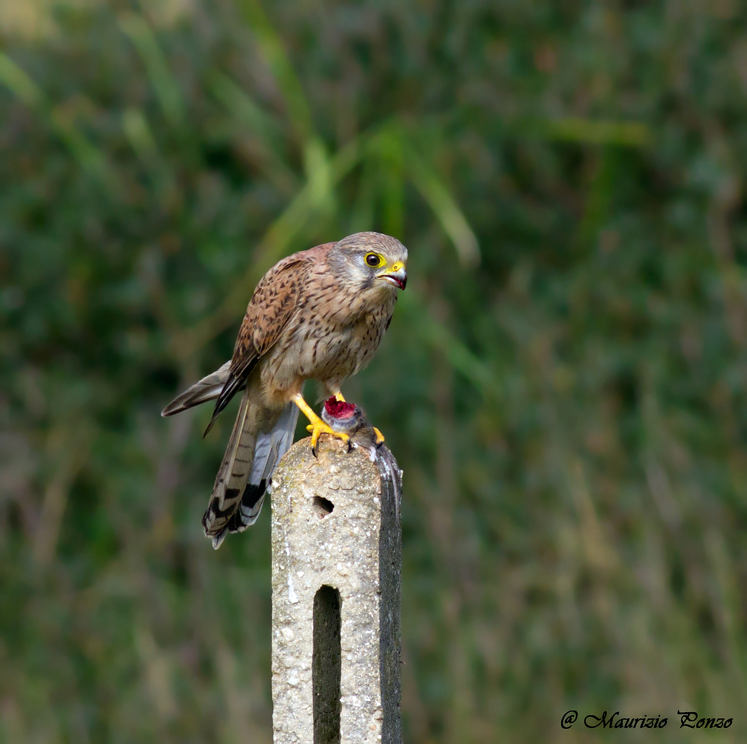 The harsh law of nature ...........