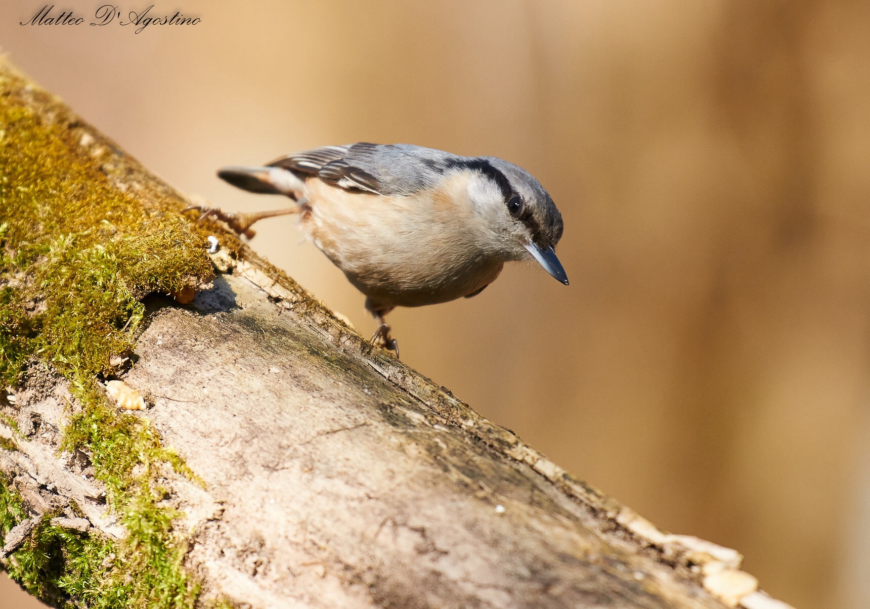 Nuthatch, Poland