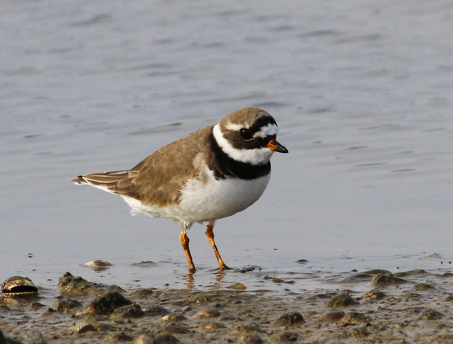 Ringed Plover