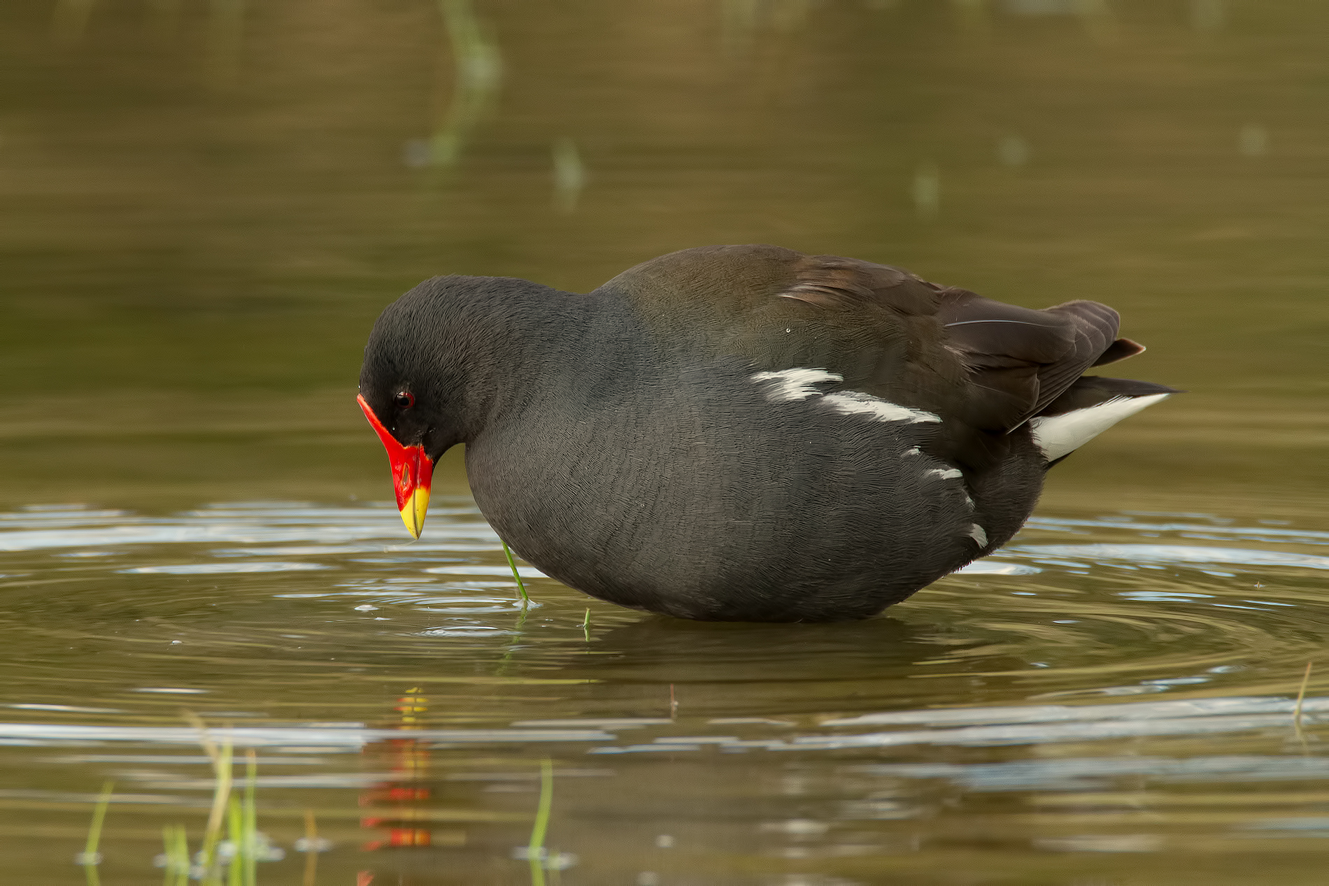 Moorhen Water