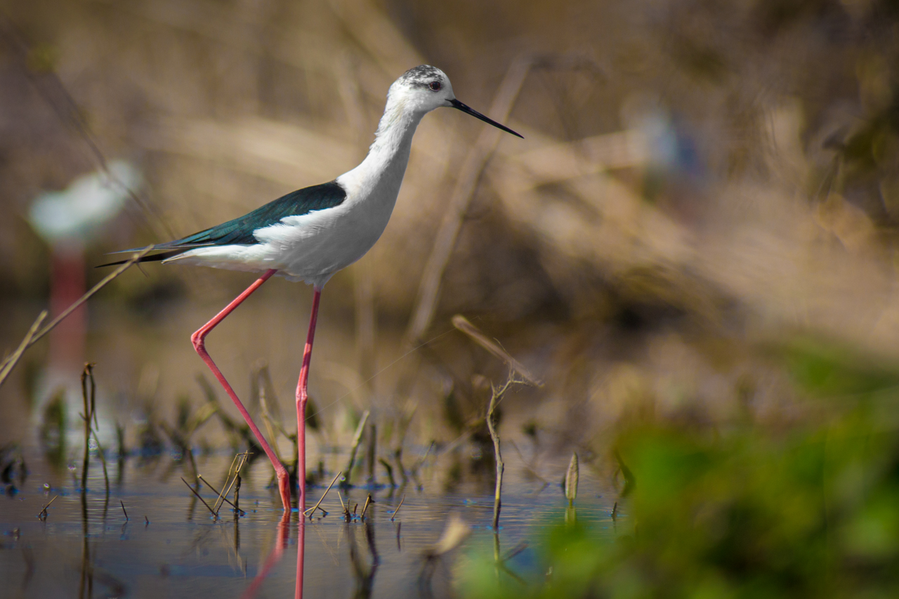 The elegance of the knight