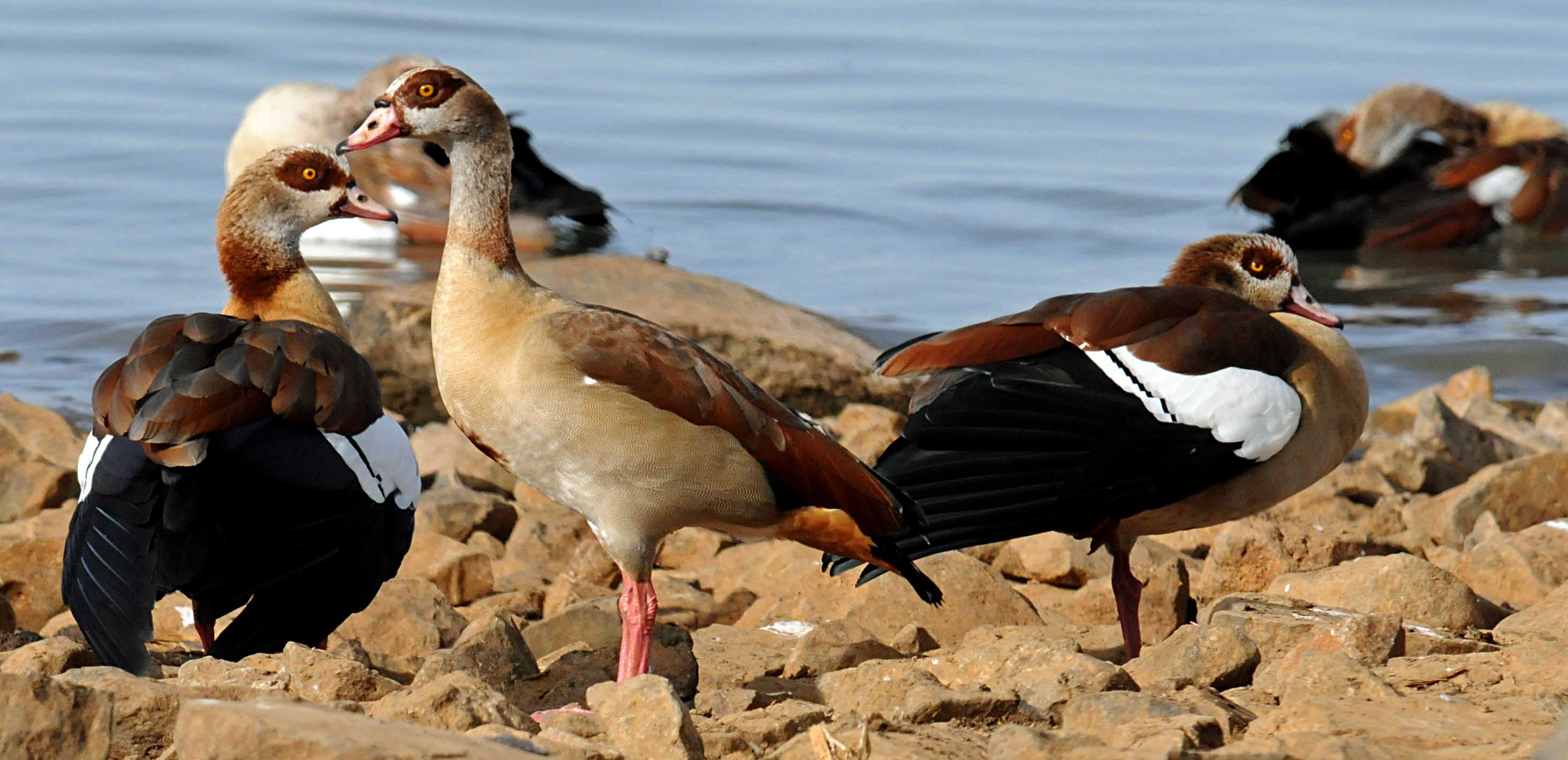 Alopochen aegiptiaca