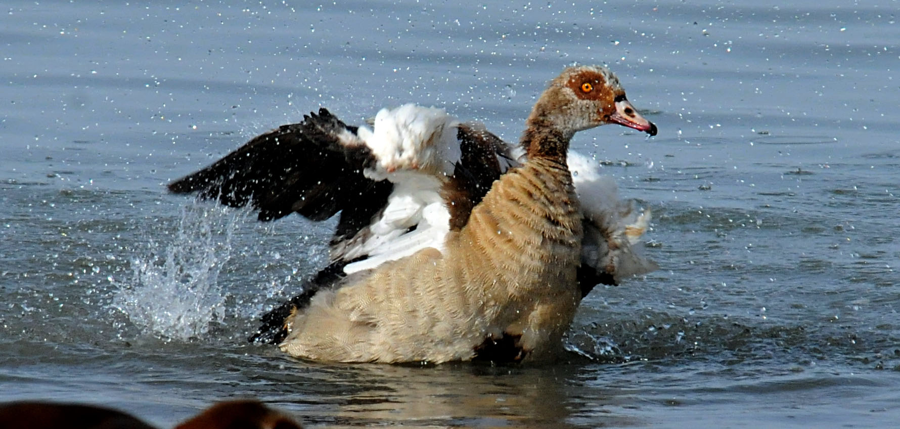Alopochen aegiptiaca