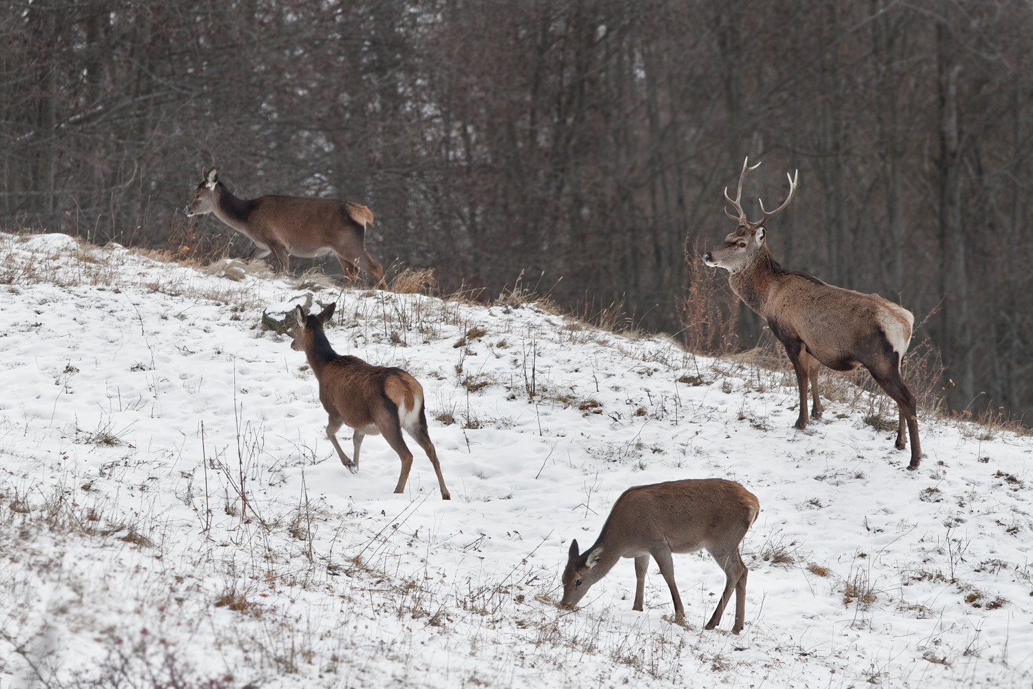 Il controllo del branco