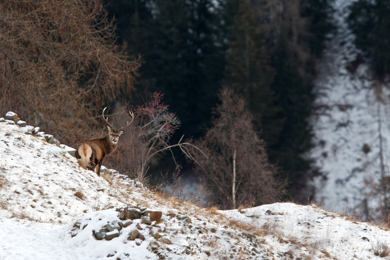 Between autumn and winter
