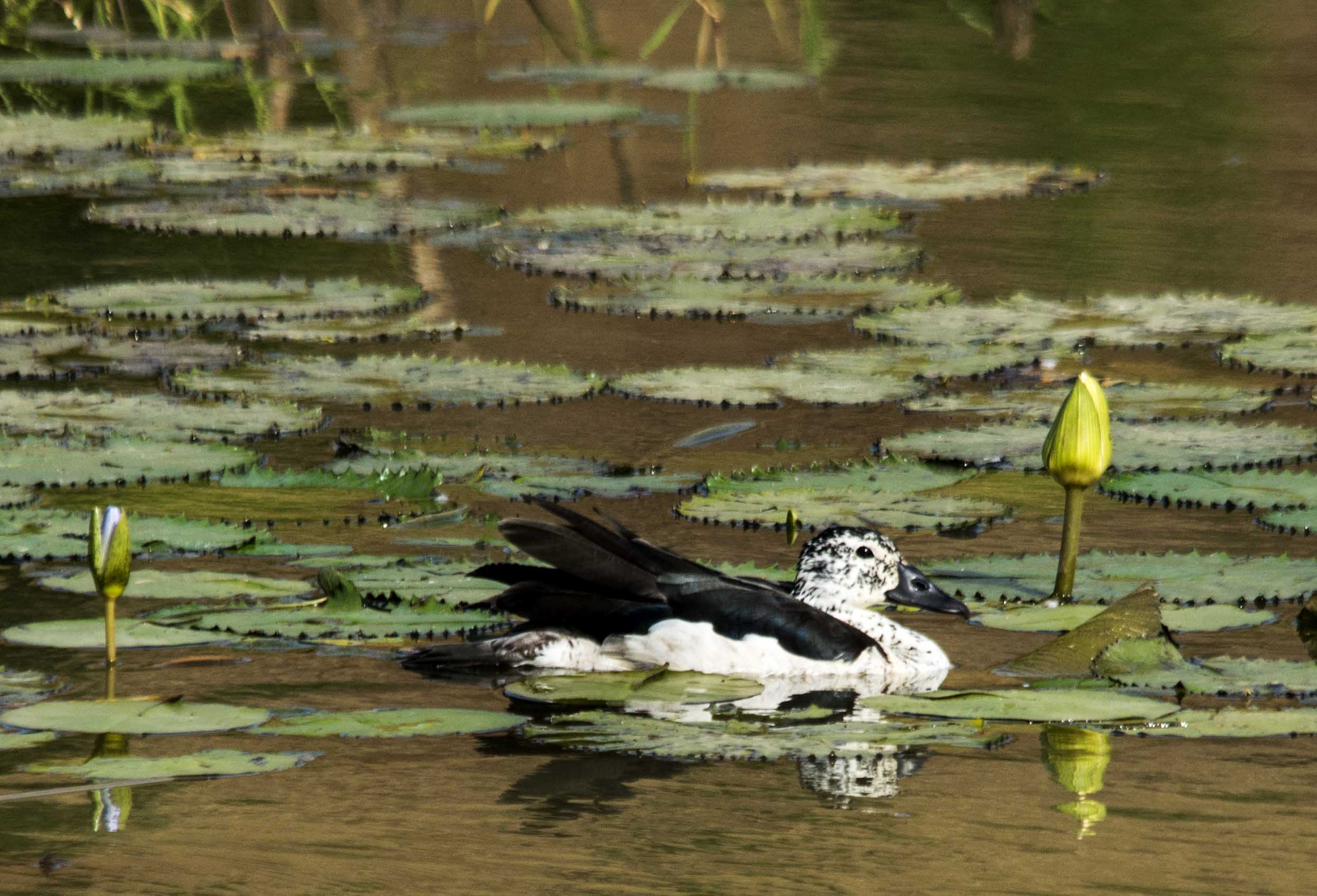 Sarkidiornis melanotos (femmina)